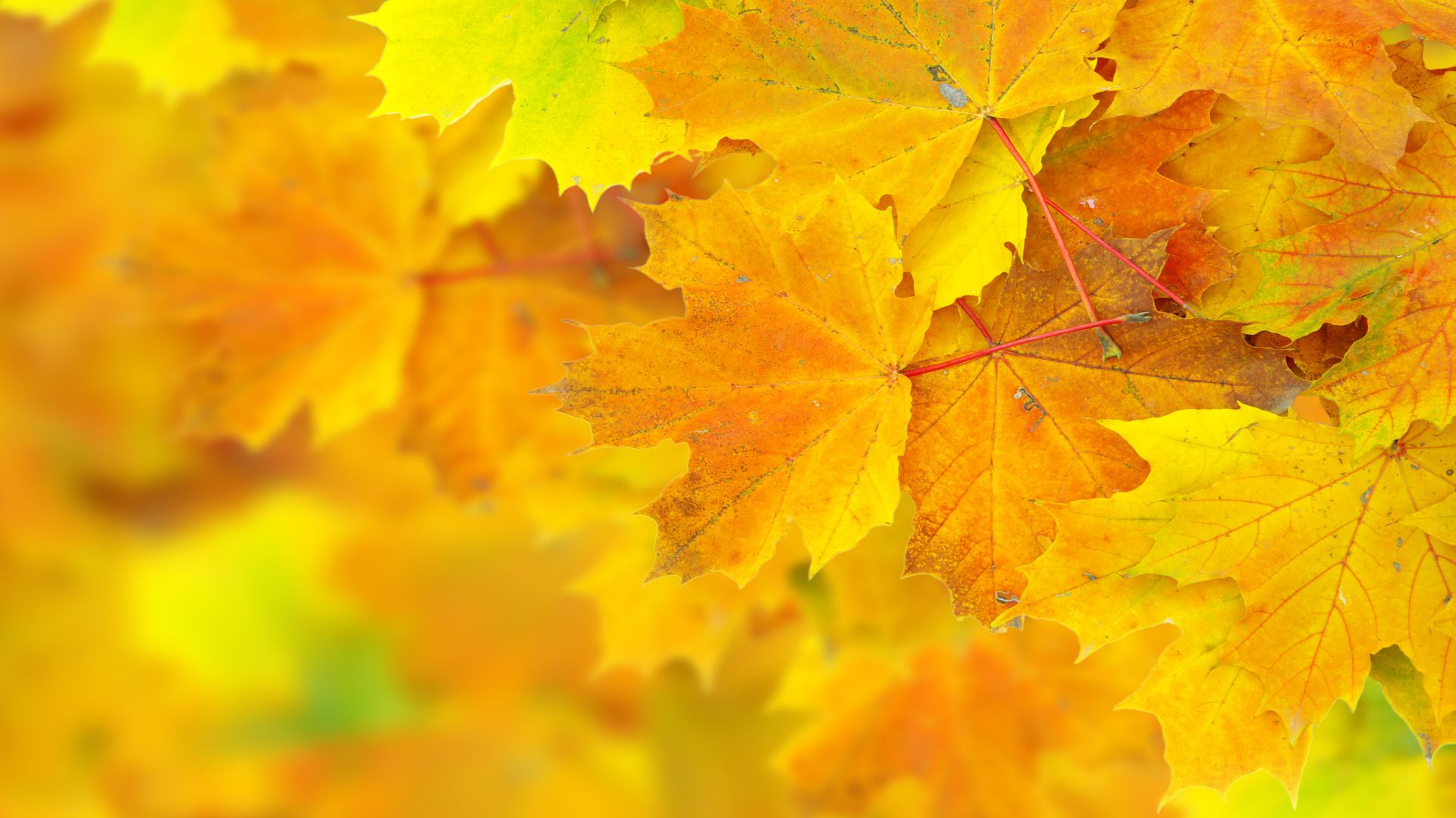 Листья, 5k, 4k, 8k, клен, макро, желтый, Leaves, 5k, 4k wallpaper, 8k, maple, macro, yellow (horizontal)