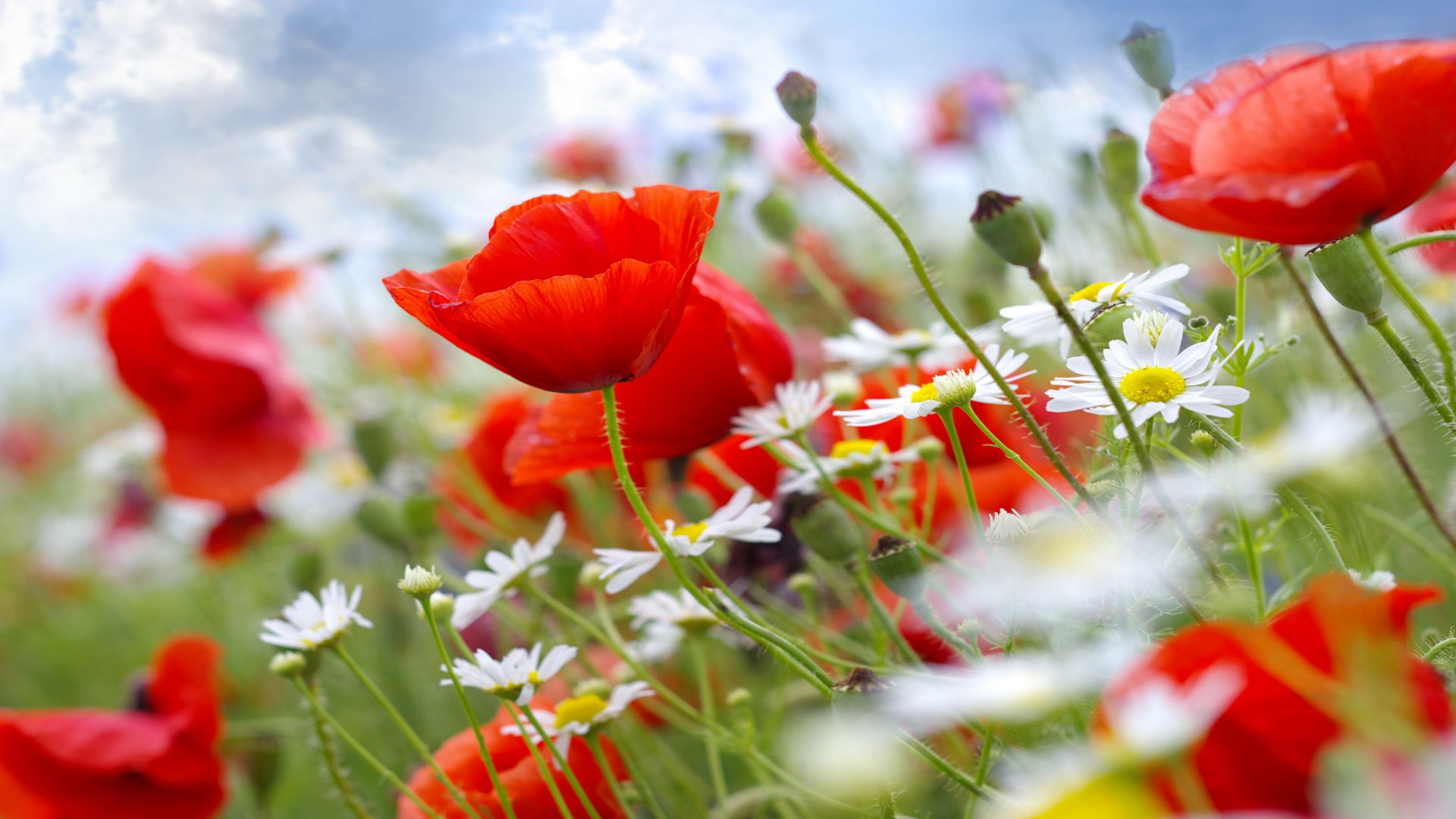 Мак, 5k, 4k, 8k, луга, полевые цветы, Poppy, 5k, 4k wallpaper, 8k, meadows, wildflowers (horizontal)