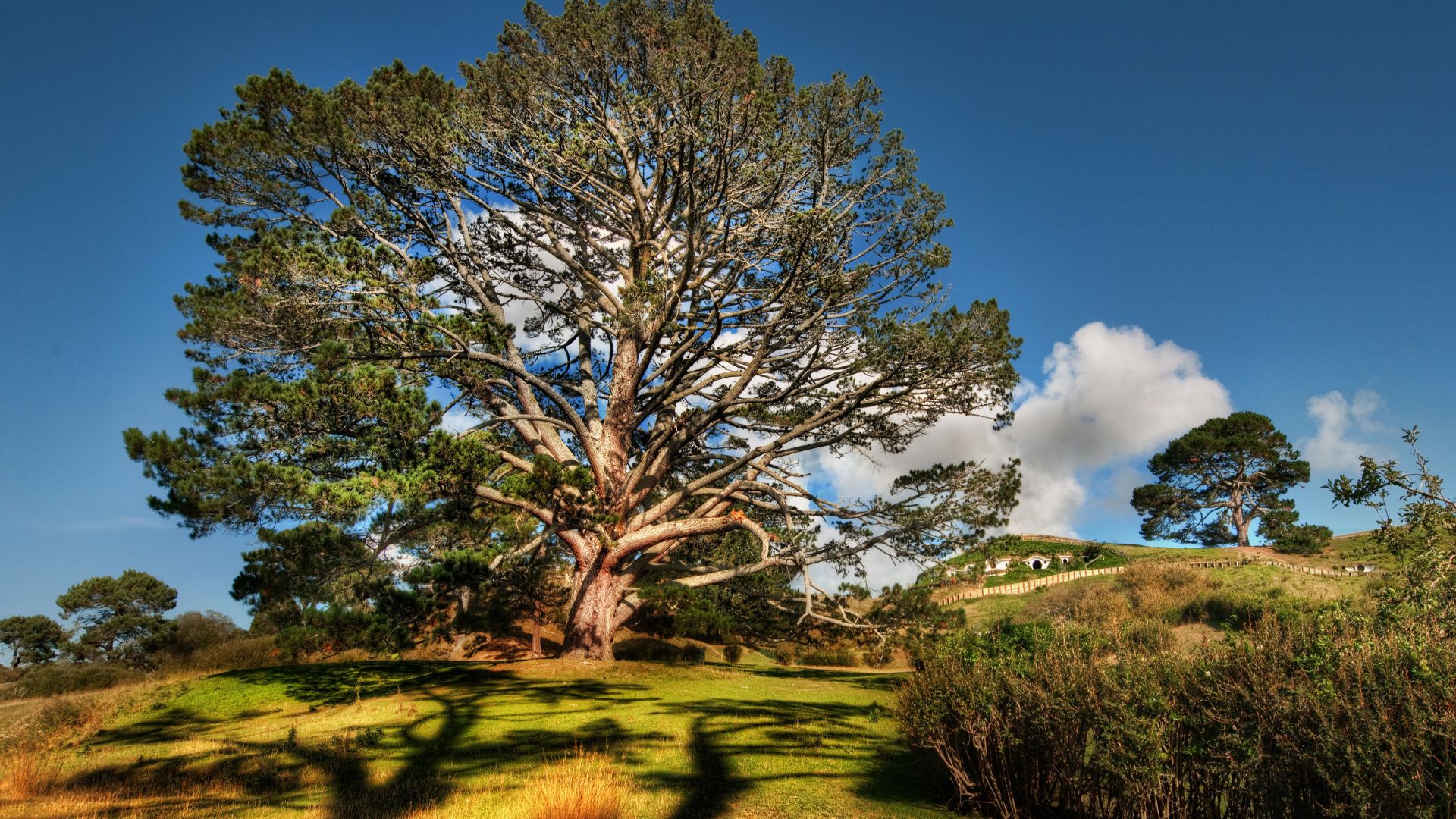 Дерево, 4k, HD, небо, луга, Tree, 4k, HD wallpaper, sky, meadows (horizontal)