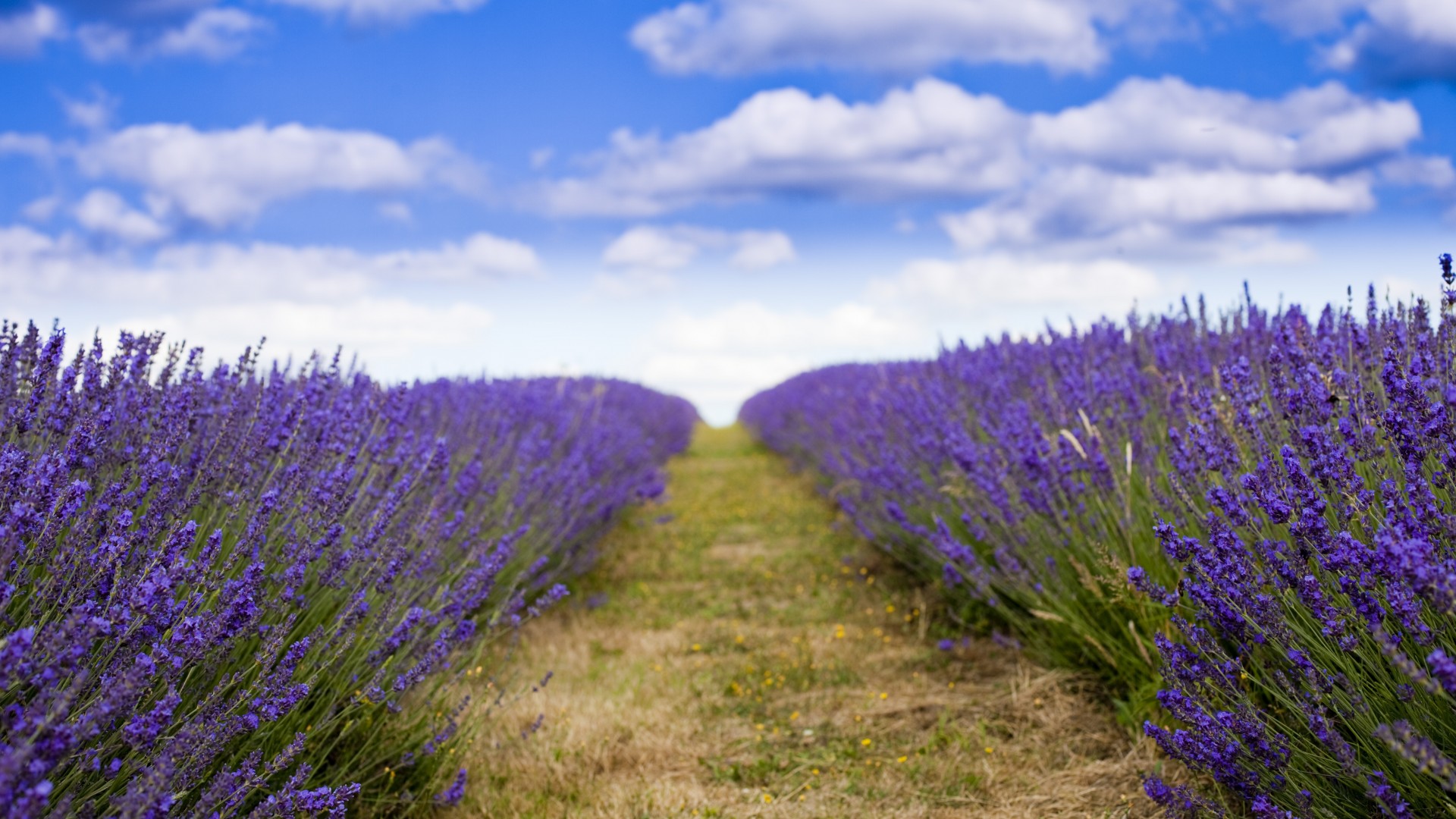 лаванда, 5k, 4k, 8k, поле, цветы, небо, облака, lavender, 5k, 4k wallpaper, 8k, field, flowers, sky, clouds (horizontal)