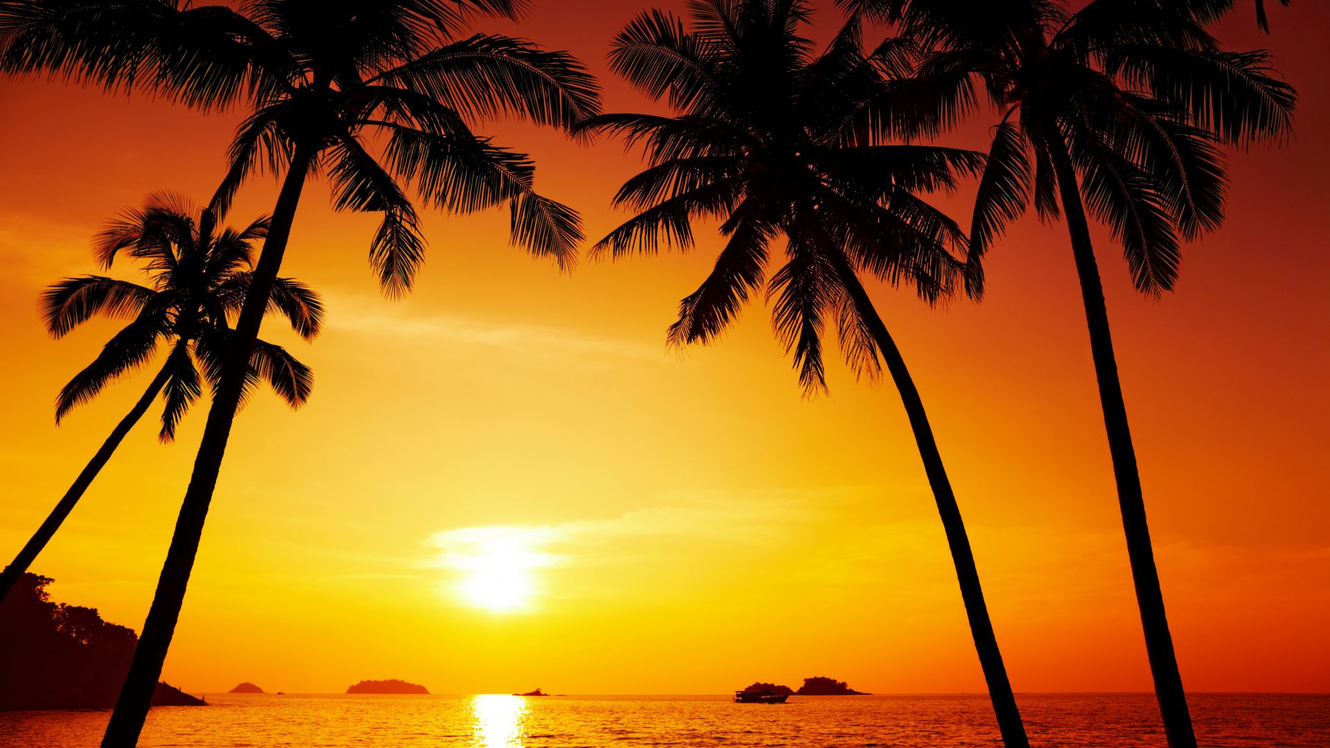 Океан, 5k, 4k, пальмы, закат, Ocean, 5k, 4k wallpaper, palms, sunset (horizontal)