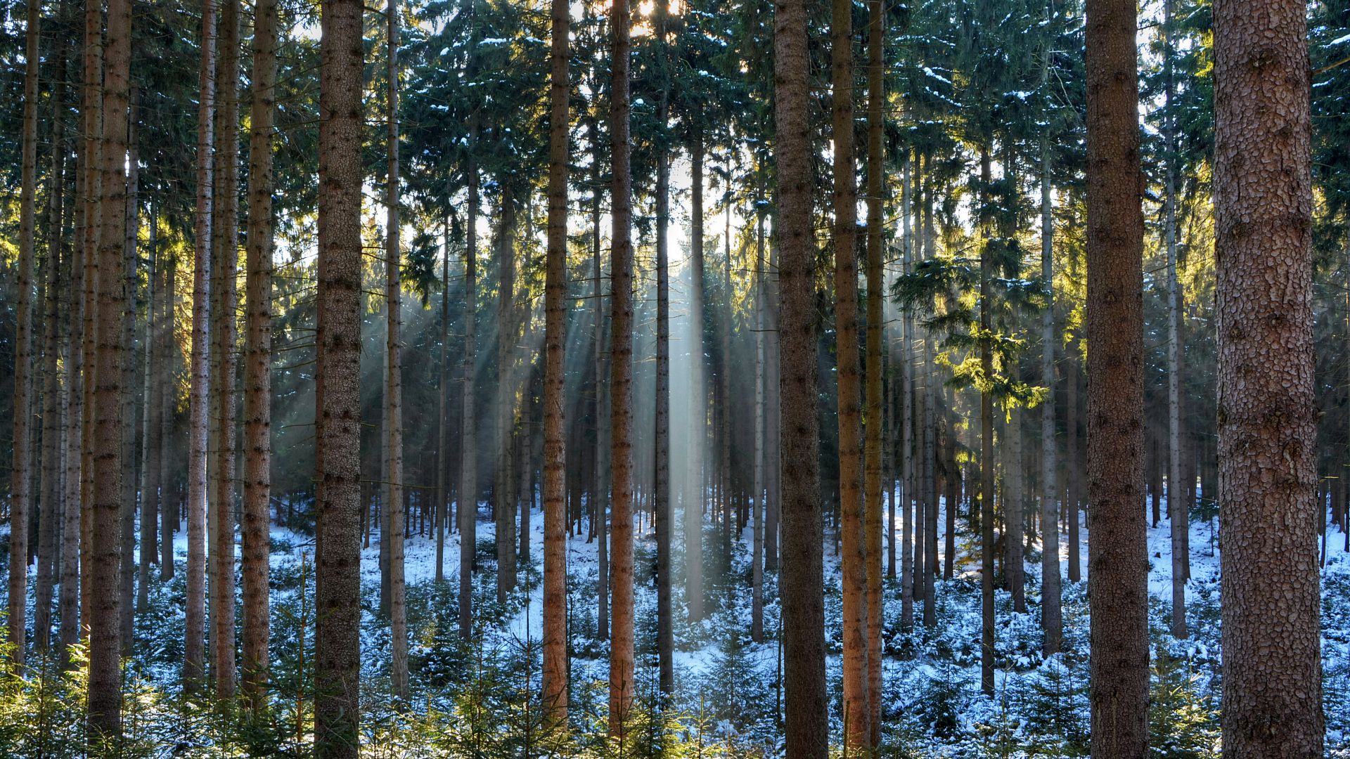 Сосны, 5k, 4k, лес, солнце, восход, Pines, 5k, 4k wallpaper, wood, sunlight, sunrise (horizontal)