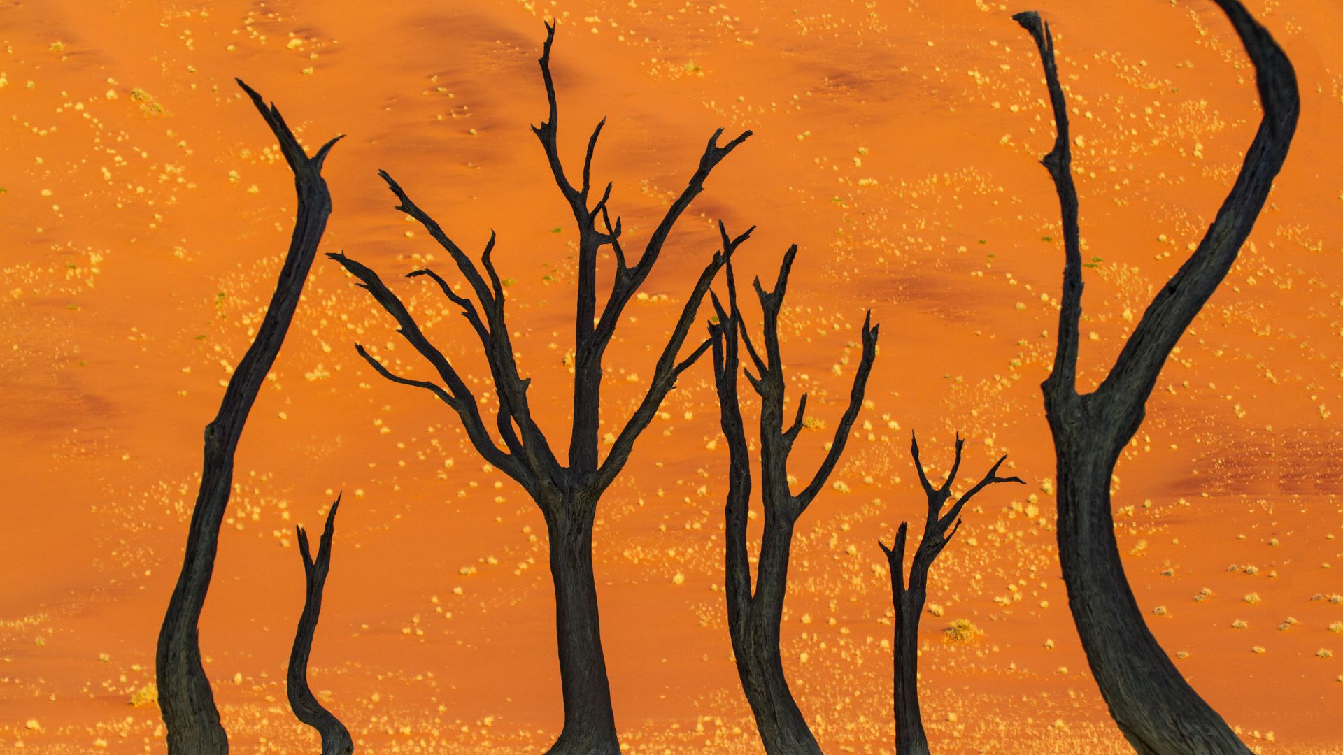 Намибия, 5k, 4k, 8k, дерево верблюжьи колючки, пустыня, namibia, 5k, 4k wallpaper, 8k, camel thorn tree, desert (horizontal)