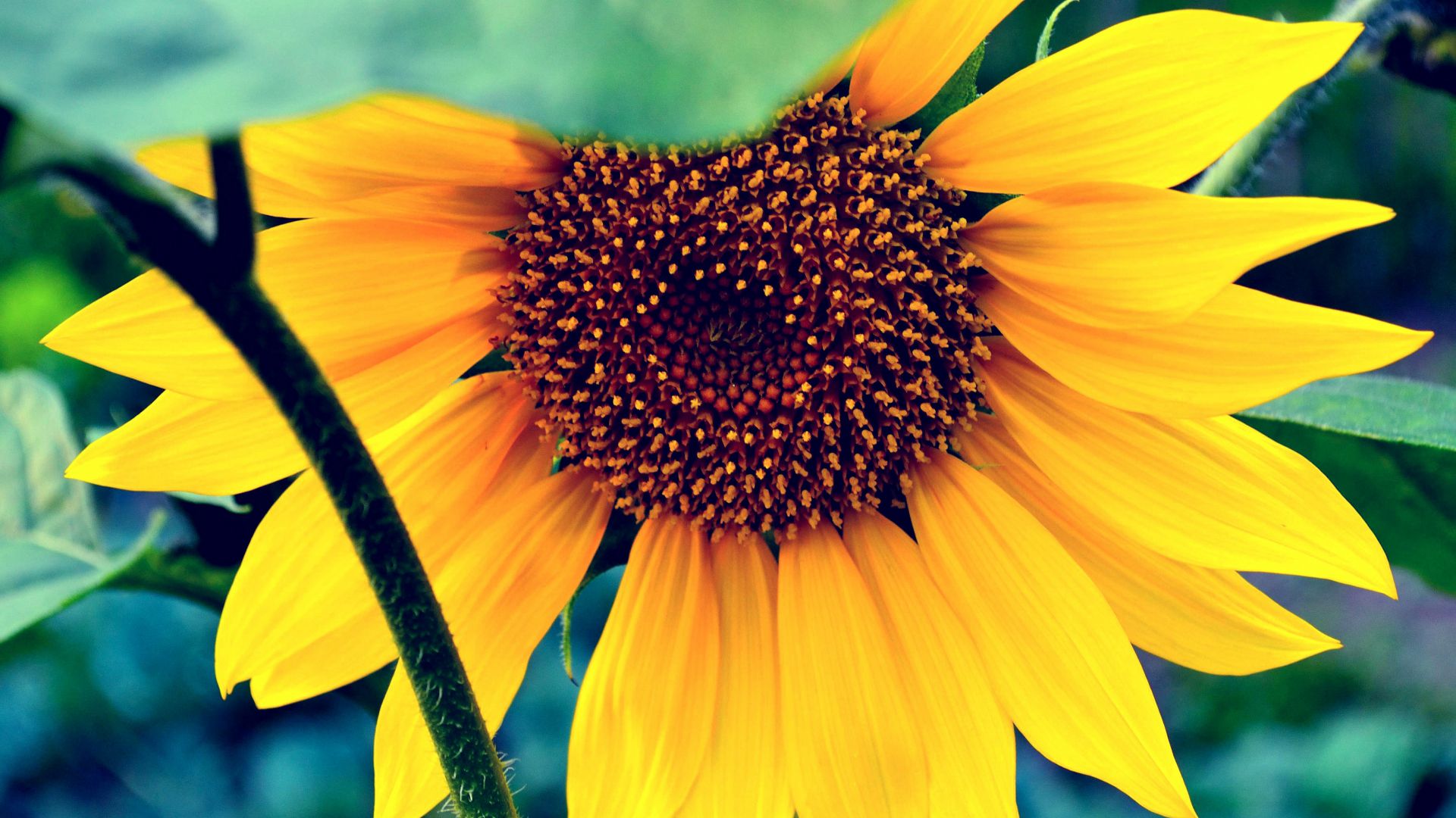 Подсолнечник, HD, 4k, макро, цветы, желтый, Sunflower, HD, 4k wallpaper, macro, flowers, yellow (horizontal)