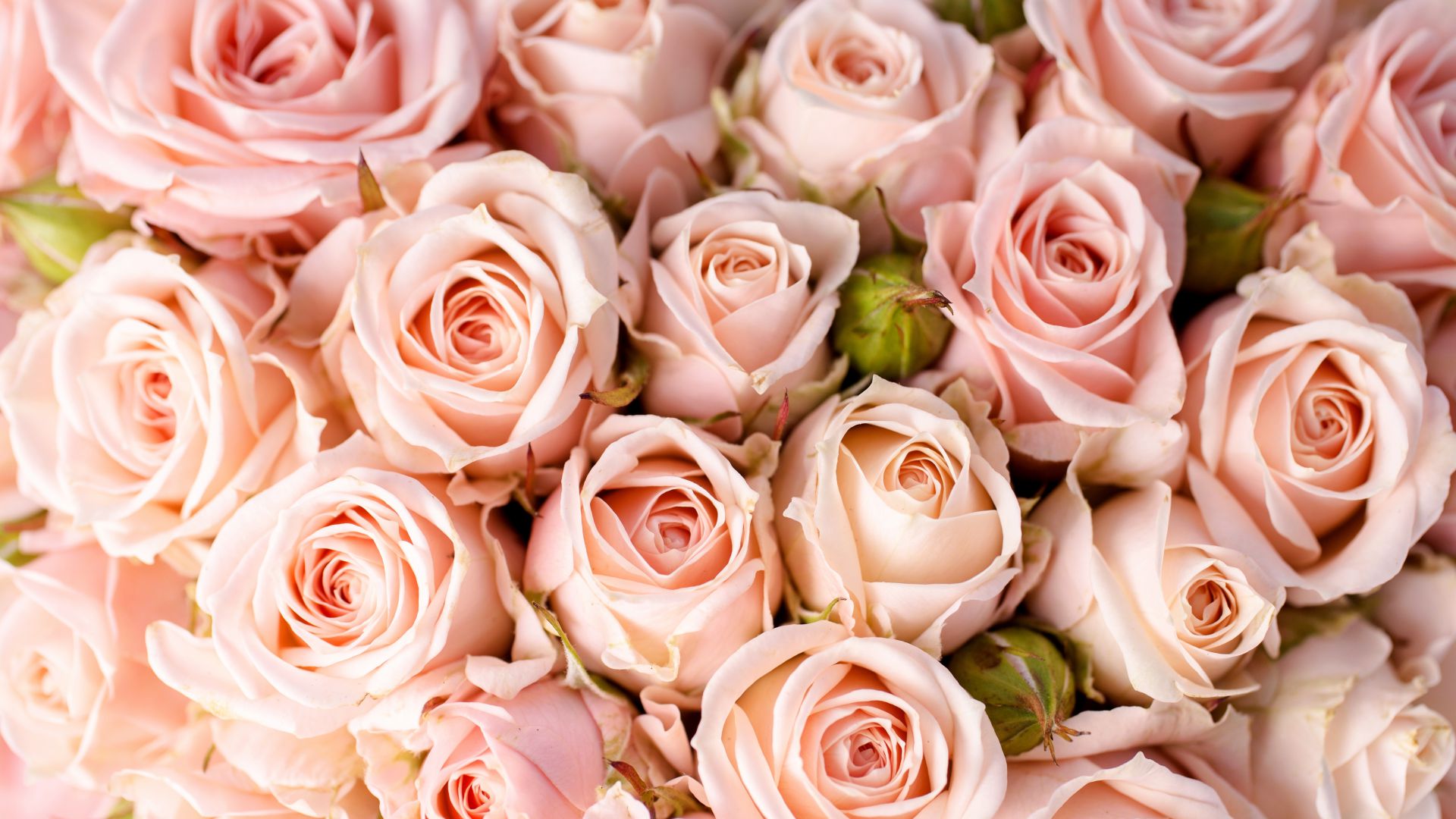 Розы, 5k, 4k, 8k, цветы, розовый, Roses, 5k, 4k wallpaper, 8k, flowers, pink (horizontal)