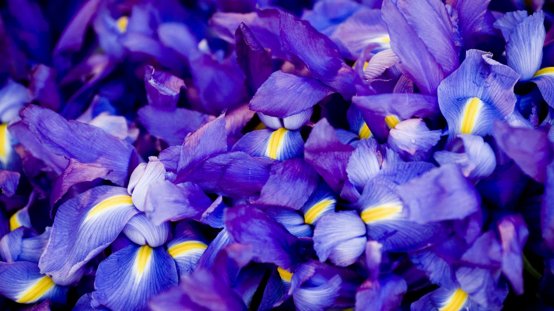 Ирис, 5k, 4k, макро, цветы, фиолетовый, Iris, 5k, 4k wallpaper, macro, flowers, purple (horizontal)