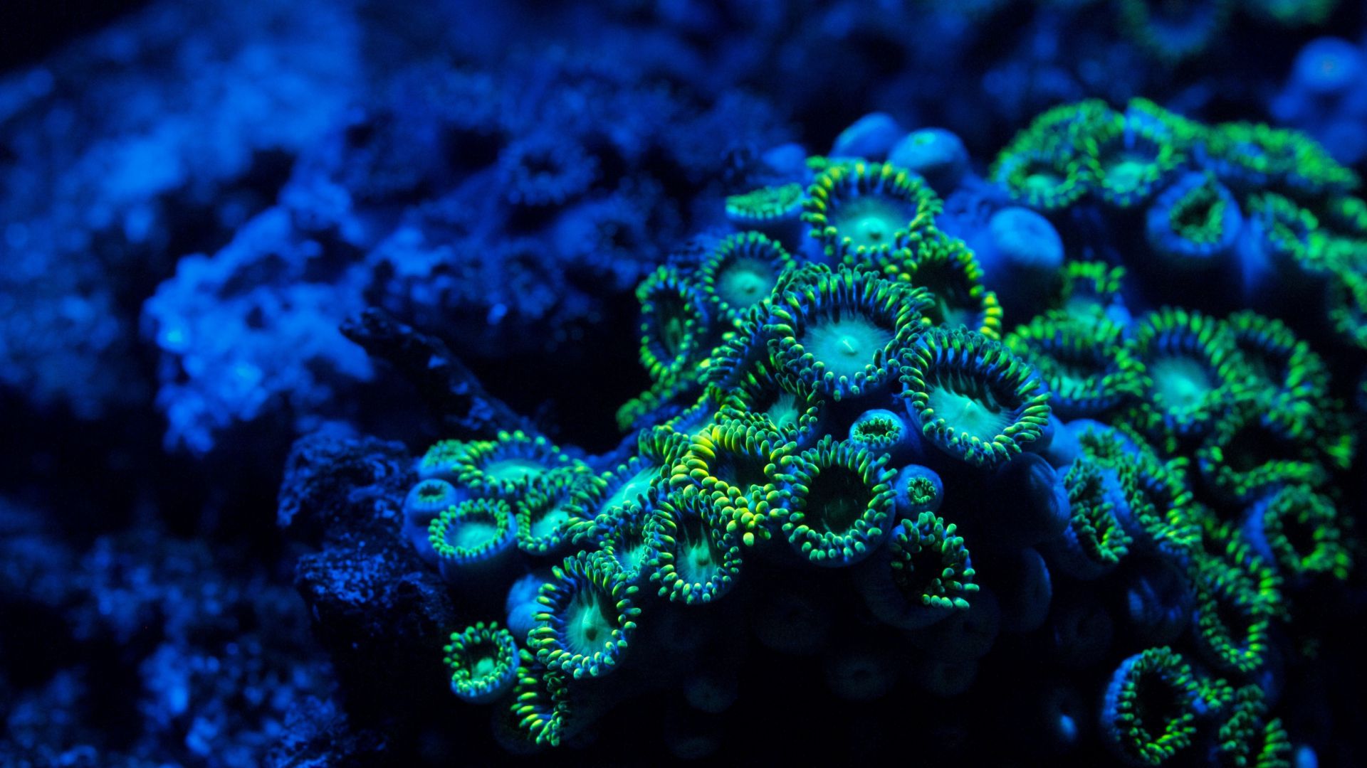 Коралл, 5k, 4k, 8k, Зоантарии, водой, Coral, 5k, 4k wallpaper, 8k, zoanthids, underwater (horizontal)