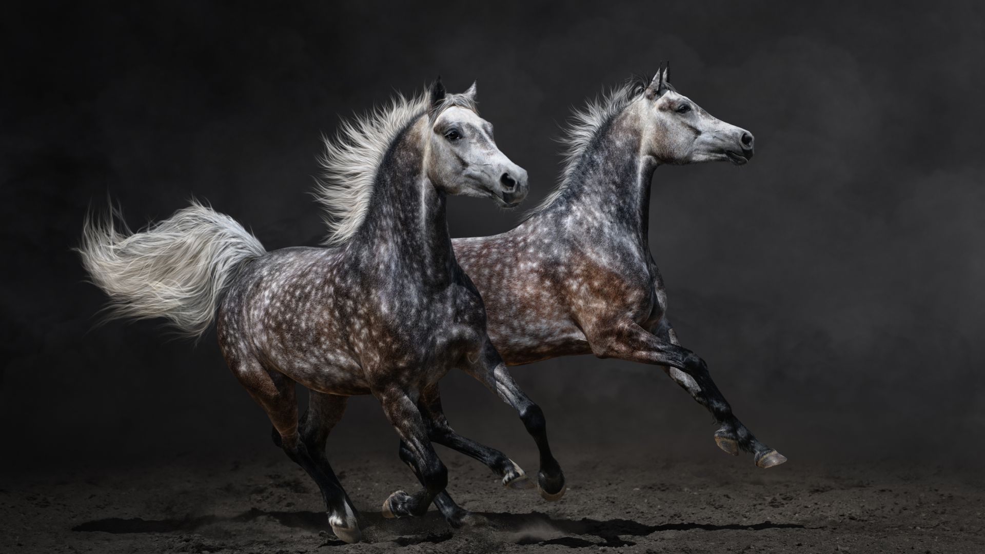 Лошади, коричневый, галоп, Horses, brown, gallop (horizontal)