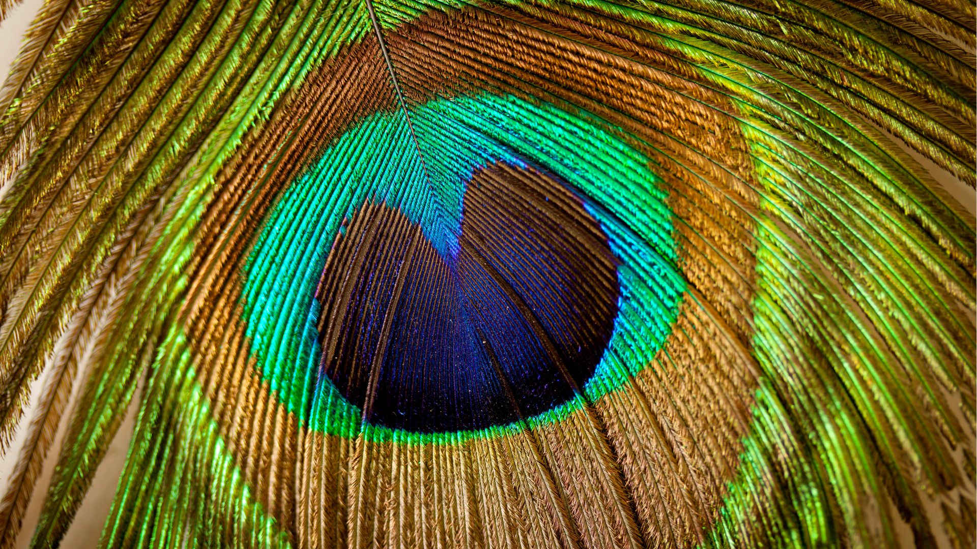 Перо, павлин, макро, Feather, peacock, macro (horizontal)