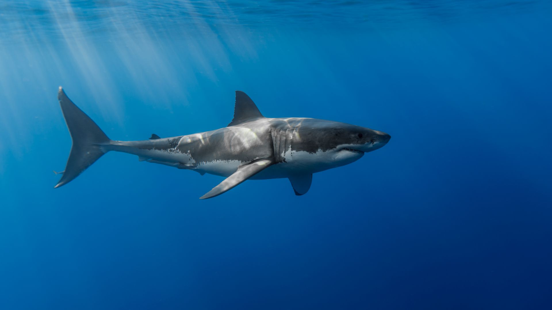 Акула, подводный мир, Shark, underwater (horizontal)