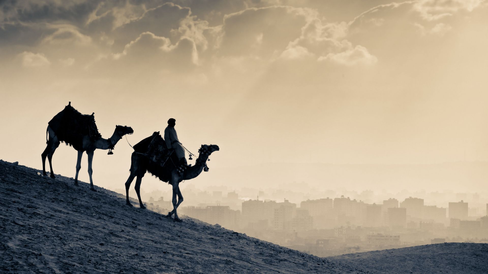 Верблюд, пустыня, закат, Camel, desert, sunset (horizontal)