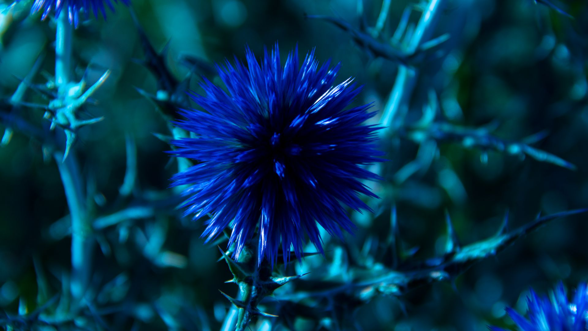 Шардон, 5k, 4k, цветы, синий, Chardon, 5k, 4k wallpaper, 8k, flowers, blue (horizontal)