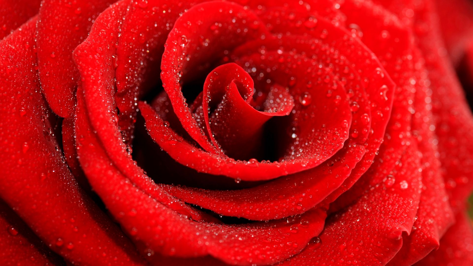 Роза, 5k, 4k, макро, красный, Rose, 5k, 4k wallpaper, macro, red (horizontal)