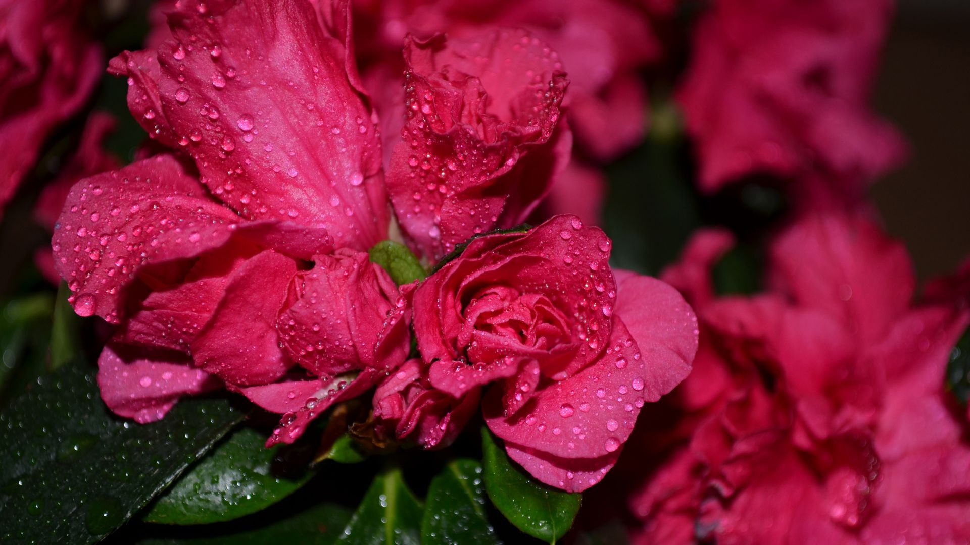 Розы, 5k, 4k, цветы, капли, красный, Roses, 5k, 4k wallpaper, flowers, drops, red (horizontal)