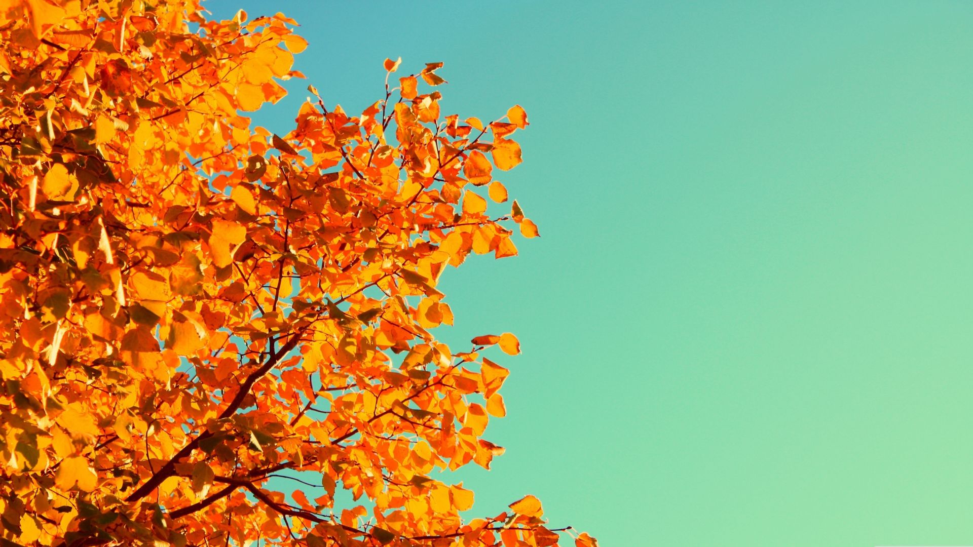 Дерево, 5k, 4k, небо, осень, желтые листья, Tree, 5k, 4k wallpaper, sky, autumn, yellow, leaves (horizontal)