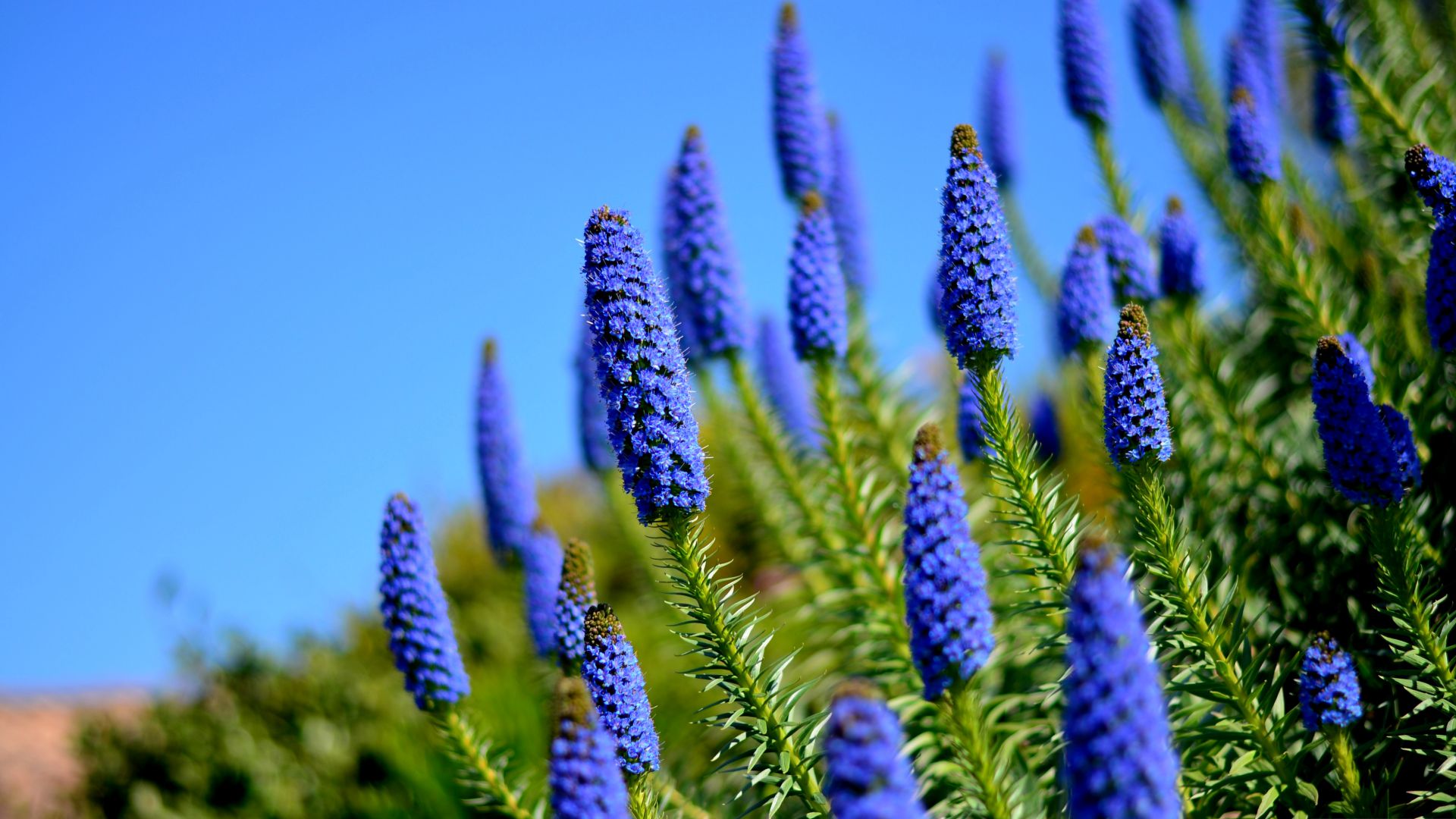 Гортензия, 5k, 4k, цветы, луга, синий, Hydrangea, 5k, 4k wallpaper, flowers, meadows, blue (horizontal)