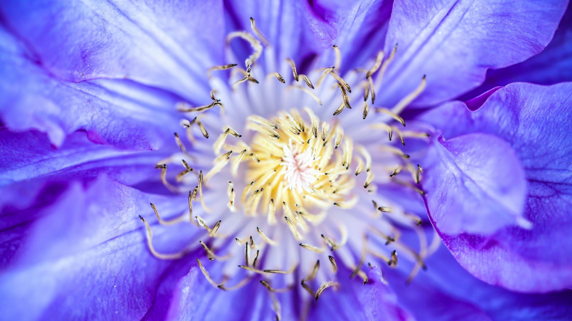 Клематисы, 5k, 4k, цветы, макро, фиолетовый, Clematis, 5k, 4k wallpaper, flowers, macro, purple (horizontal)