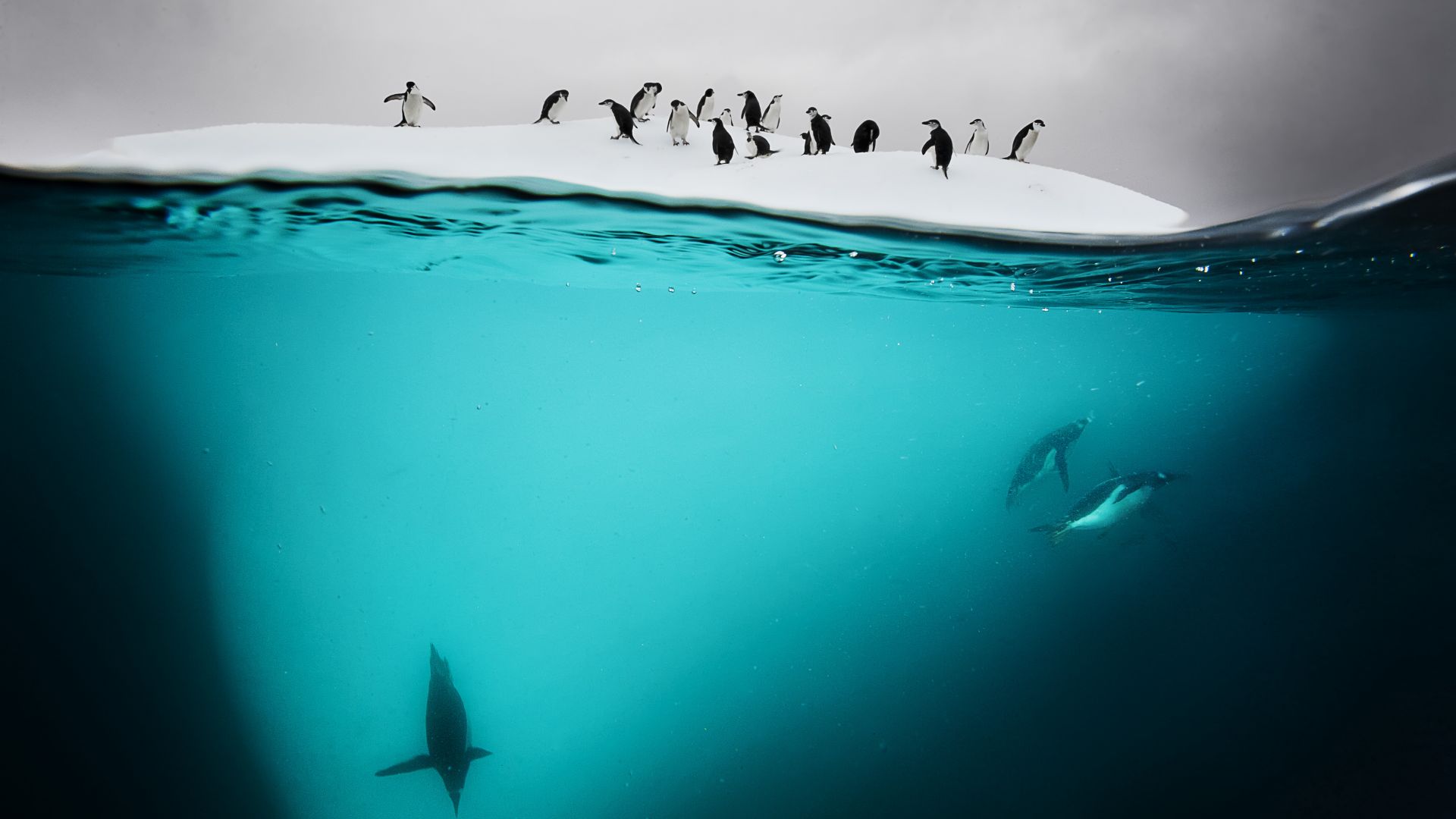 Пингвин, Новая Зеландия, снег, Penguin, New Zealand, underwater (horizontal)
