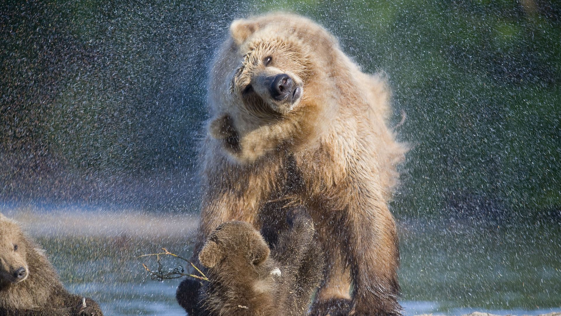 Медведь, Камчатка, Россия, Bear, Kamchatka, Russia (horizontal)
