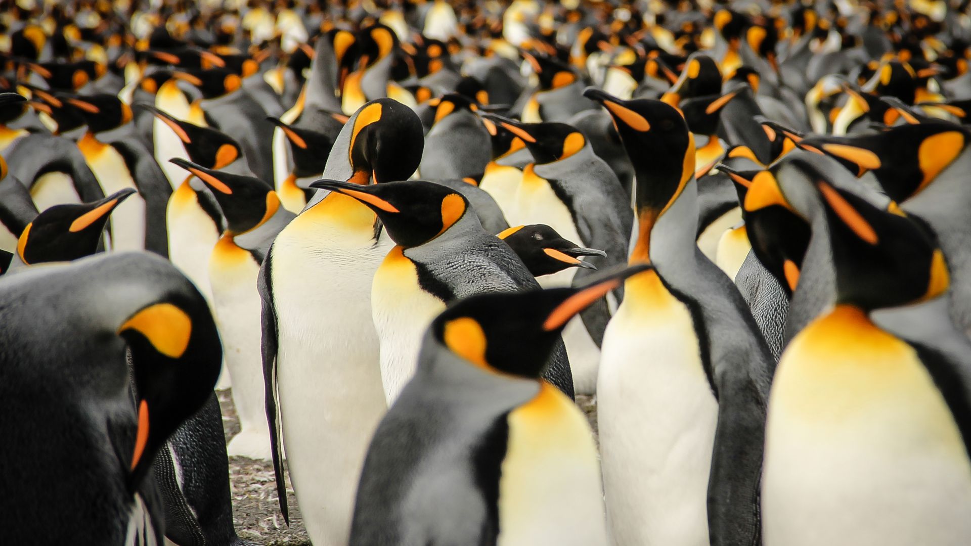 Королевские пингвины, Южная Грузия, птицы, 2015 Sony World Photography Awards, King penguins, South Georgia, birds, 2015 Sony World Photography Awards (horizontal)