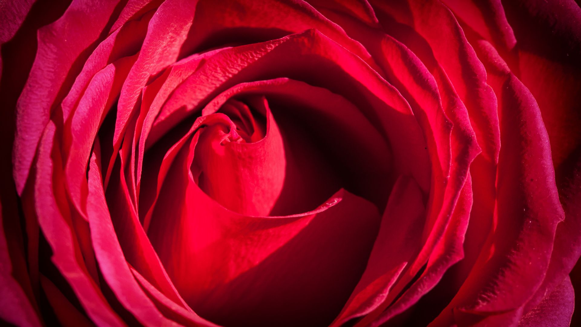 Роза, 4k, 5k, красный, макро, цветы, Rose, 4k, 5k wallpaper, red, macro, flowers (horizontal)