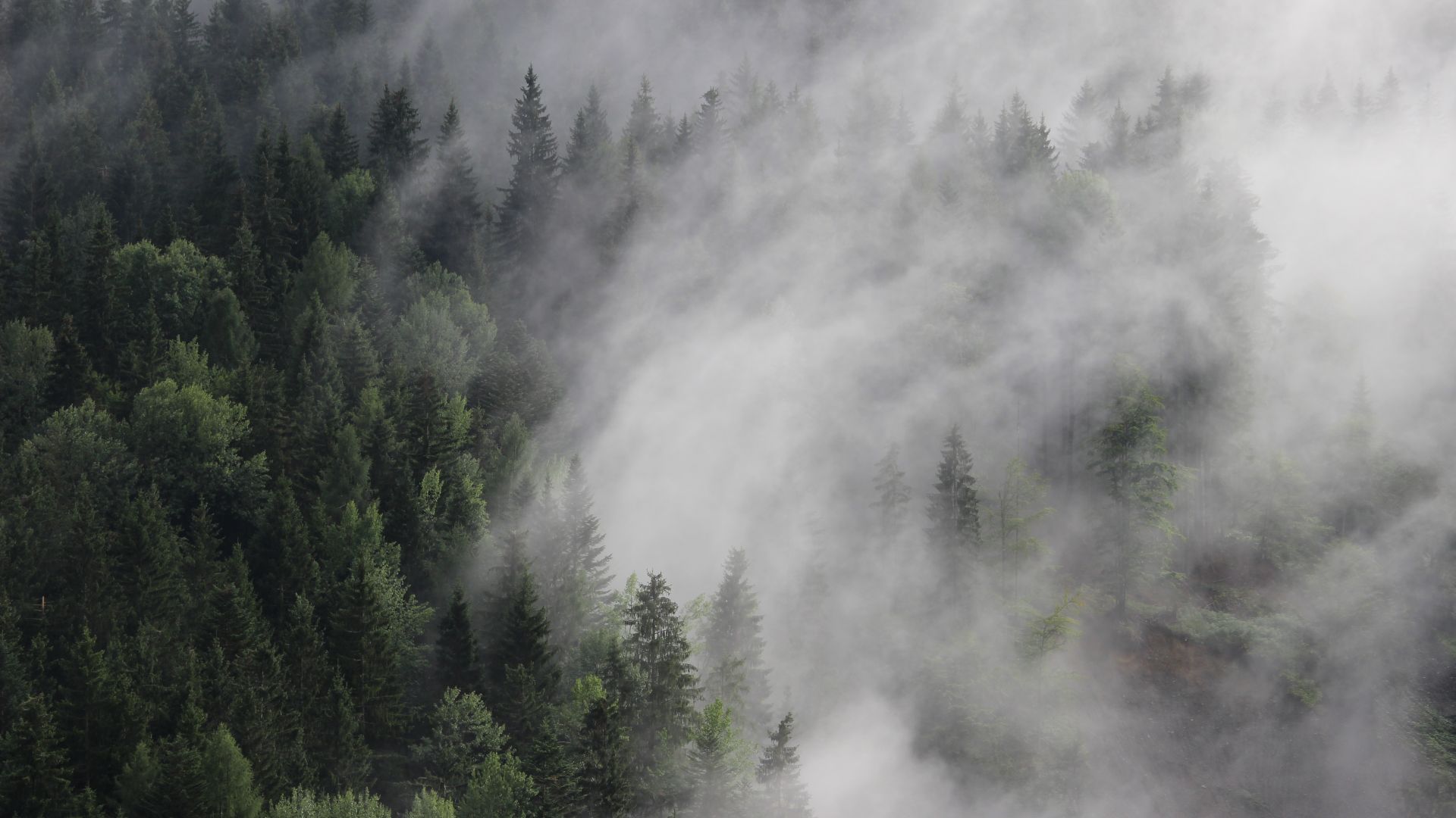 Австрия, 4k, 5k, 8k, лес, туман, сосны, Austria, 4k, 5k wallpaper, 8k, forest, fog, mist, pines (horizontal)