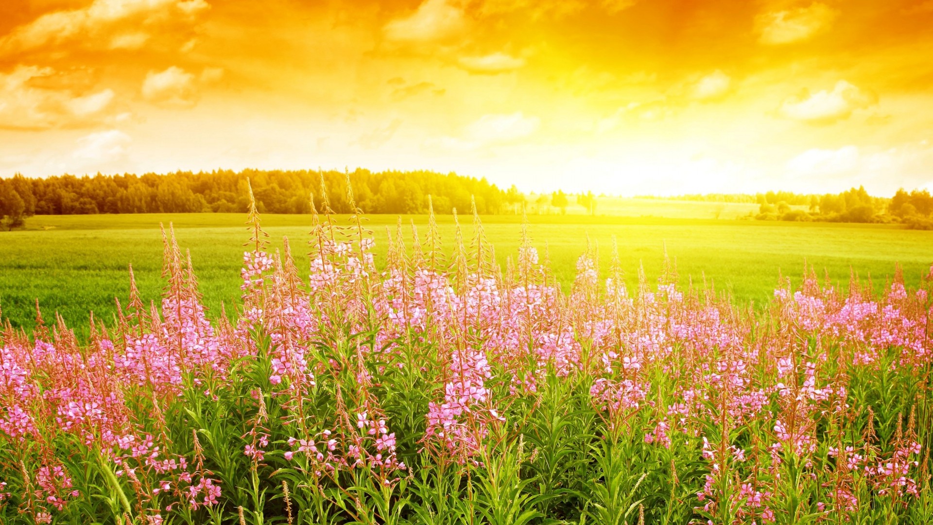 небо, 4k, HD, закат, поле, цветы, sky, 4k, HD wallpaper, sunset, field, flowers (horizontal)