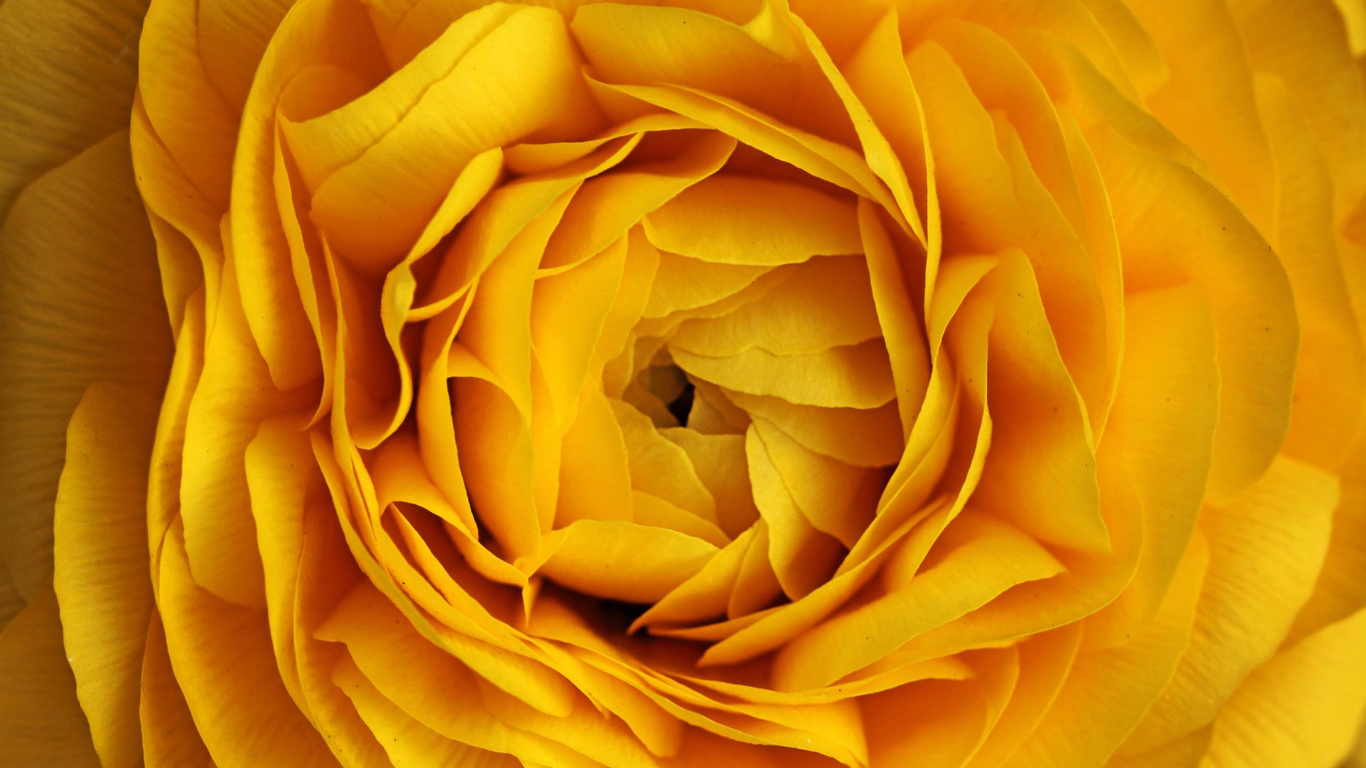 роза, 4k, 5k, цветы, желтый, макро, Rose, 4k, 5k wallpaper, flowers, yellow, macro (horizontal)