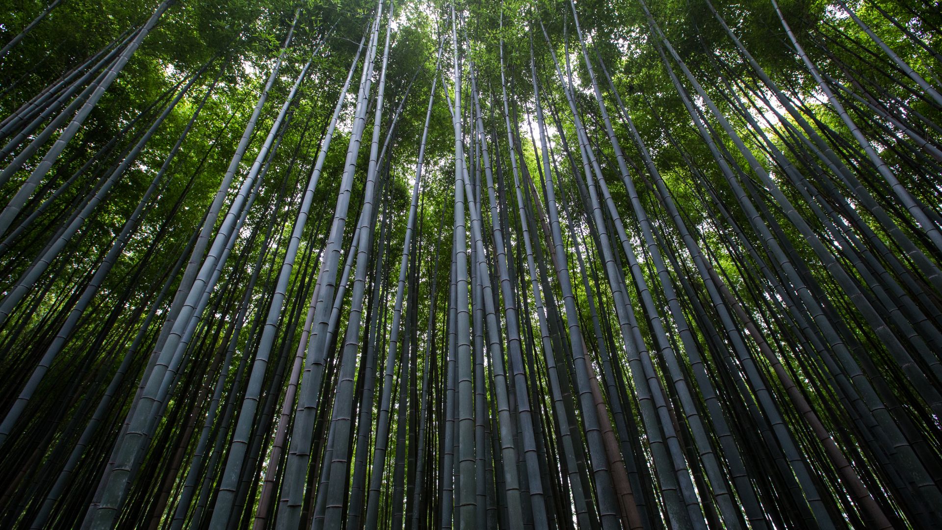 Лес, 4k, 5k, 8k, деревья, зеленый, бамбук, Forest, 4k, 5k wallpaper, 8k, trees, green, bamboo (horizontal)