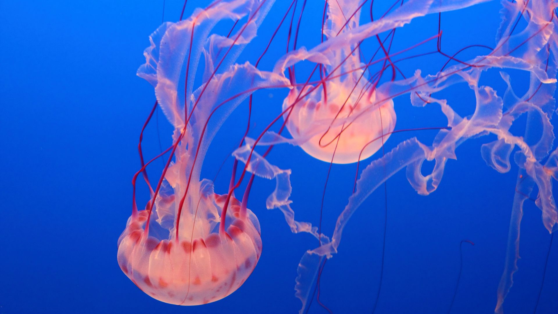 Розовая медуза, Аквариум Монтерей-Бей, дайвинг, туризм, Pink Jellyfish, Monterey Bay Aquarium, diving, tourism (horizontal)