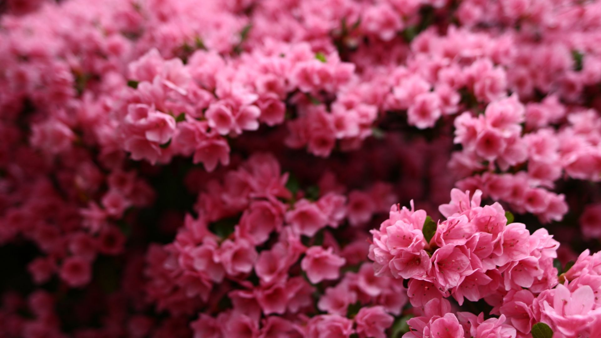 Цветы, 5k, 4k, розовый, весна, Flowers, 5k, 4k wallpaper, pink, spring (horizontal)