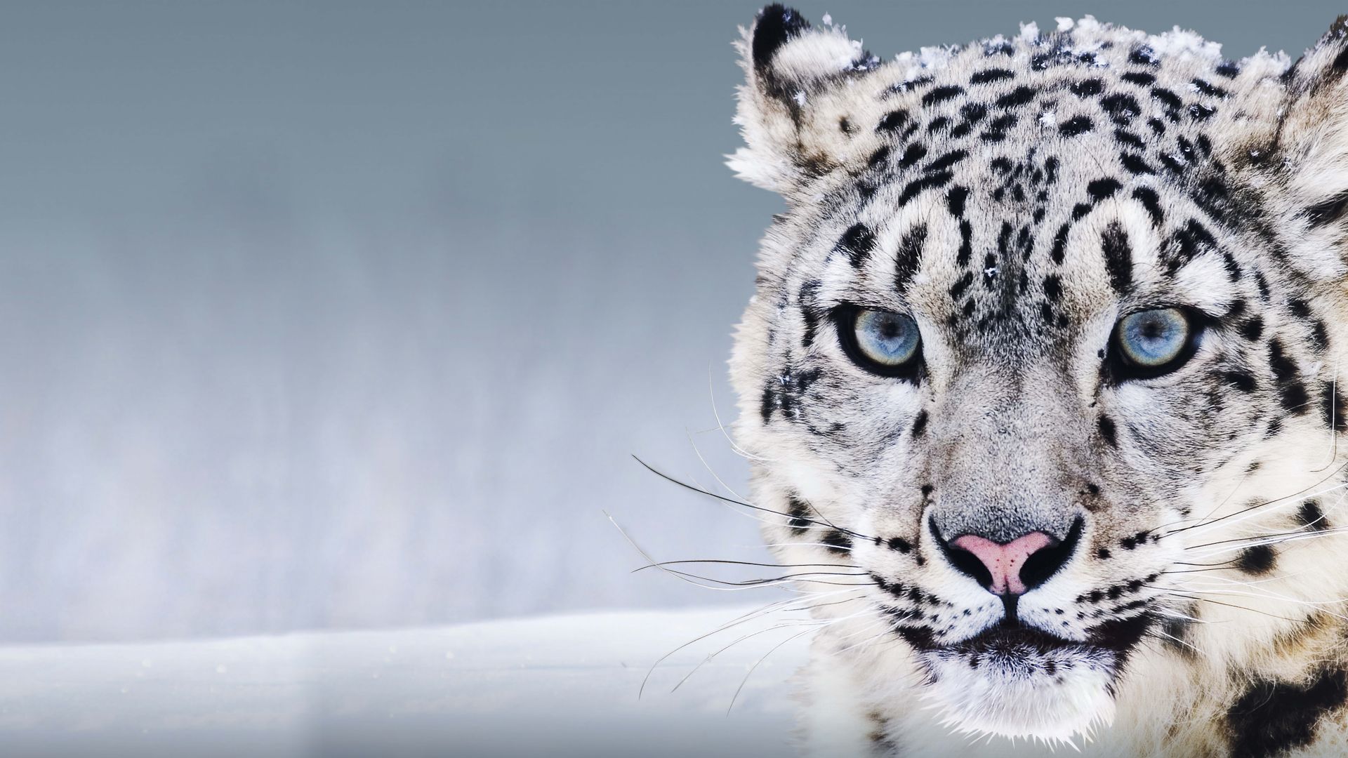 Снежный барс, Ирбис, Китай, голубые глаза, снег, Snow Leopard, China, blue eyes, snow (horizontal)