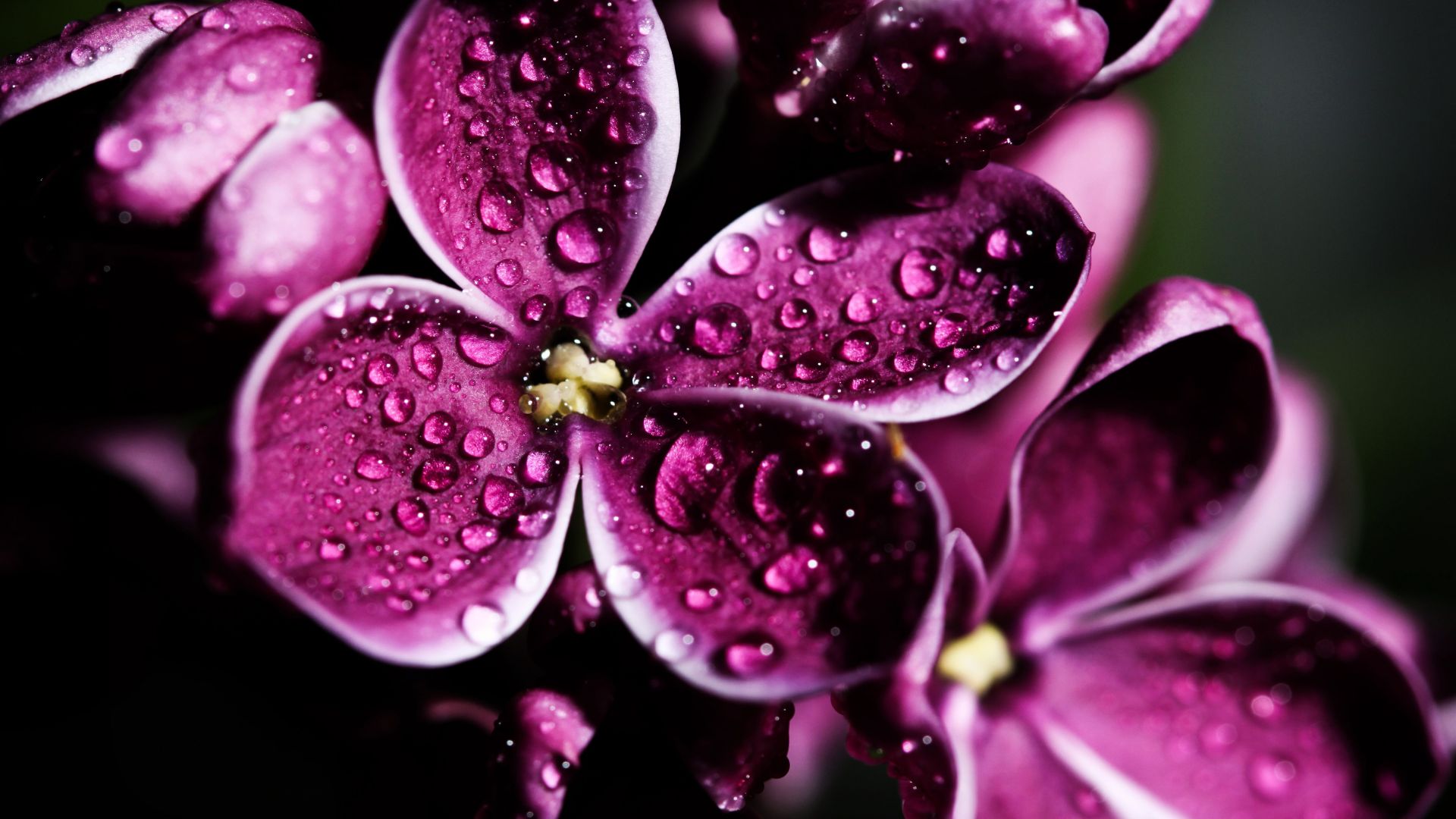 Сирень, 5k, 4k, 8k, фиолетовый, капли, Lilac, 5k, 4k wallpaper, 8k, purple, drops (horizontal)