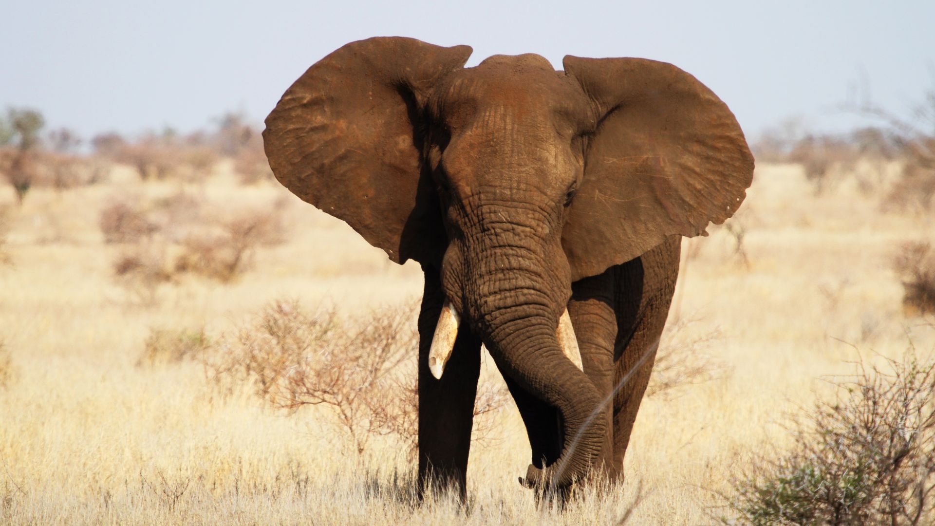 Слон, Национальный парк Крюгера, Африка, Elephant, Kruger National Park, Africa, wildlife (horizontal)