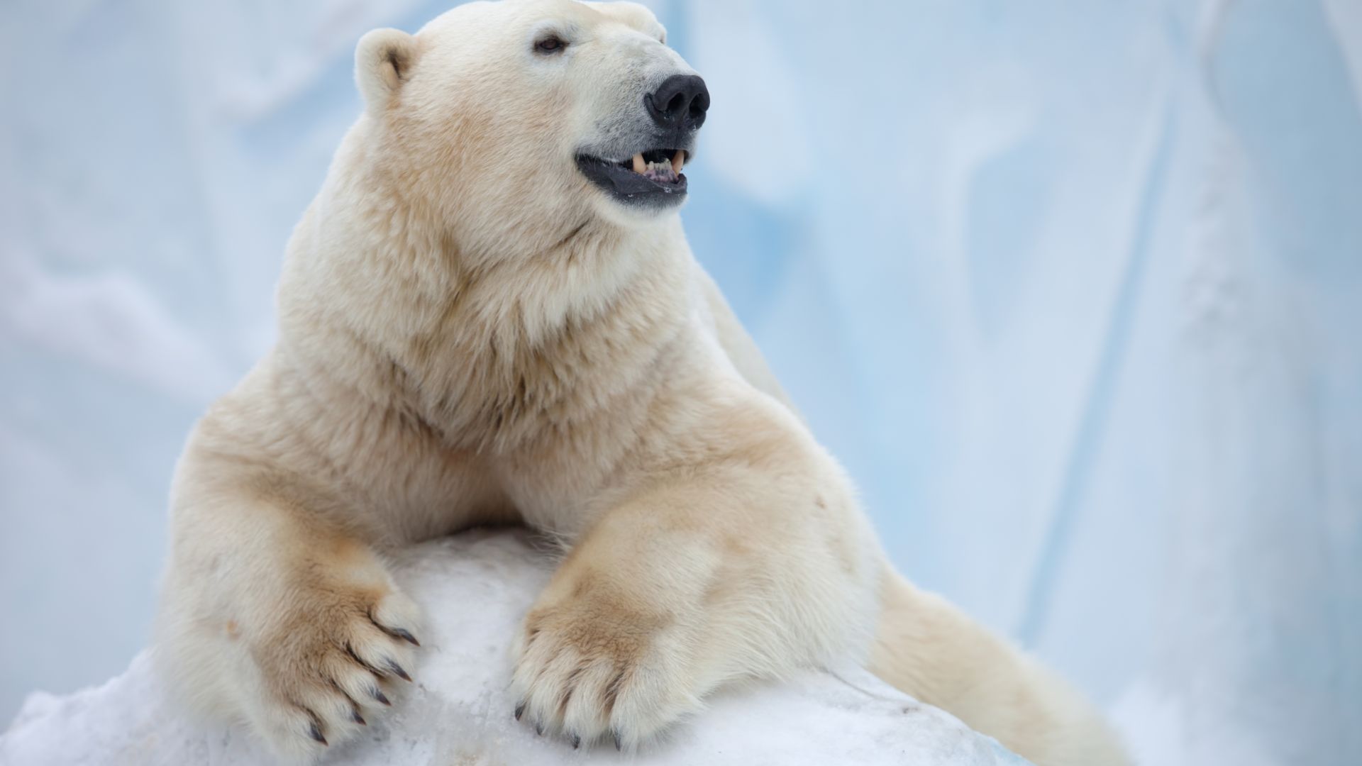 Белый медведь, Антарктида, медведь, Polar Bear, Antarctica, bear (horizontal)
