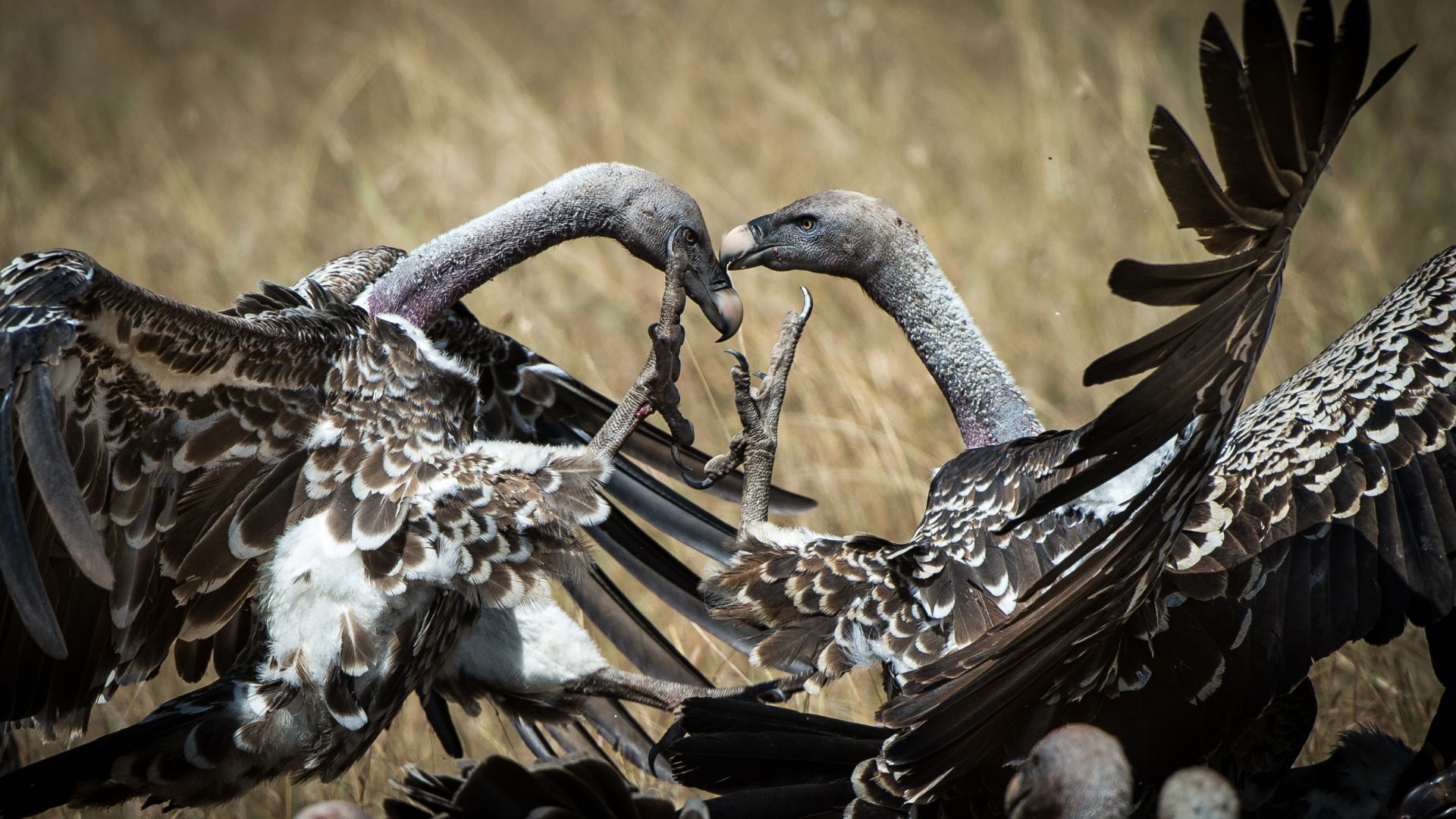 Стервятник, Масаи-Мара, Кения, птица, Vulture, Masai Mara, Kenya, bird, National Geographic Traveler Photo Contest (horizontal)