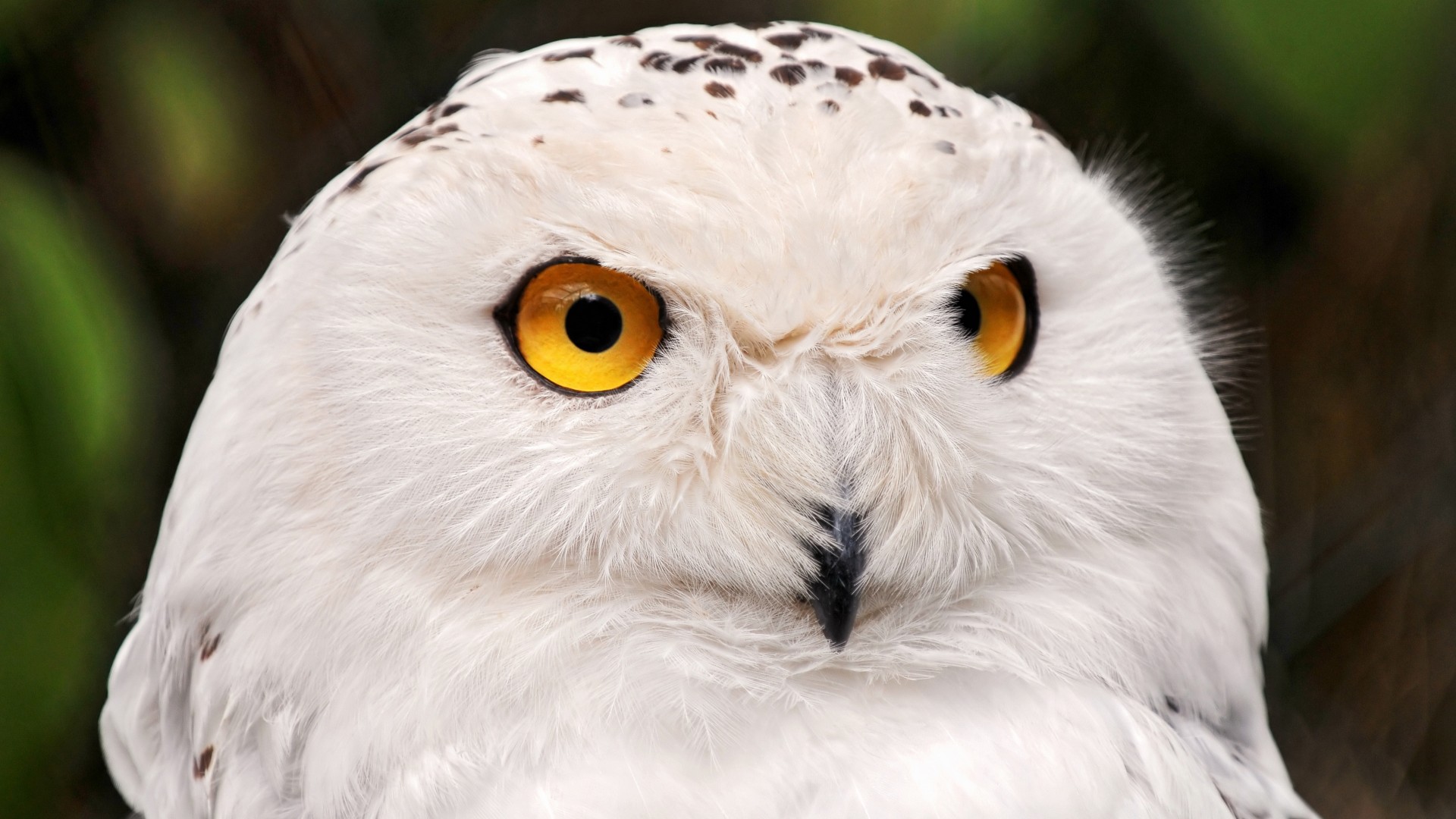 снежная сова, портрет, желтые глаза, дикая природа, snowy owl, yellow eyes, portrait, wild nature (horizontal)