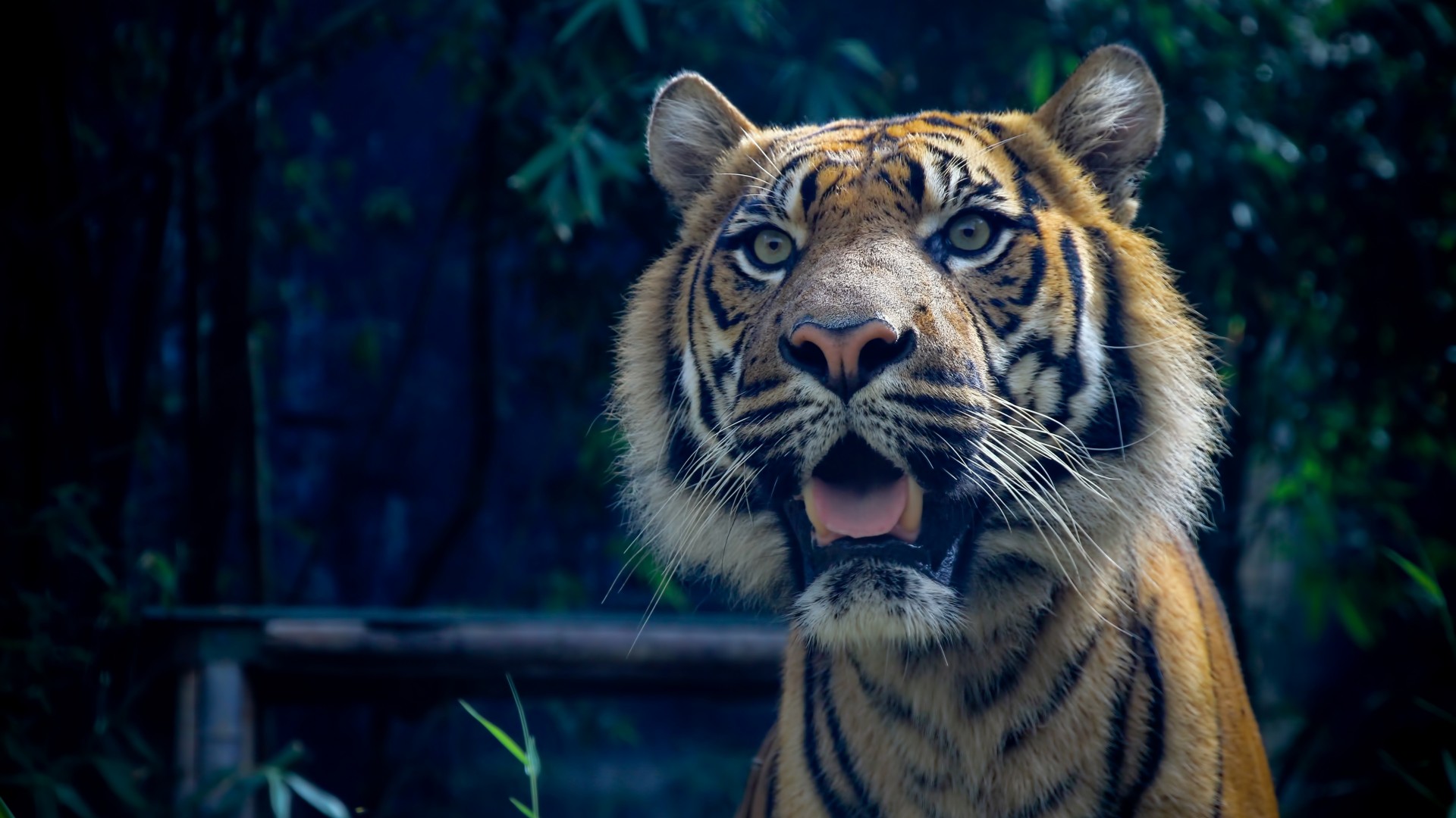 тигр, 4k, HD, суматранский, глаза, шерсть, взгляд, Tiger, 4k, HD wallpaper, Sumatran, amazing eyes, fur, look (horizontal)
