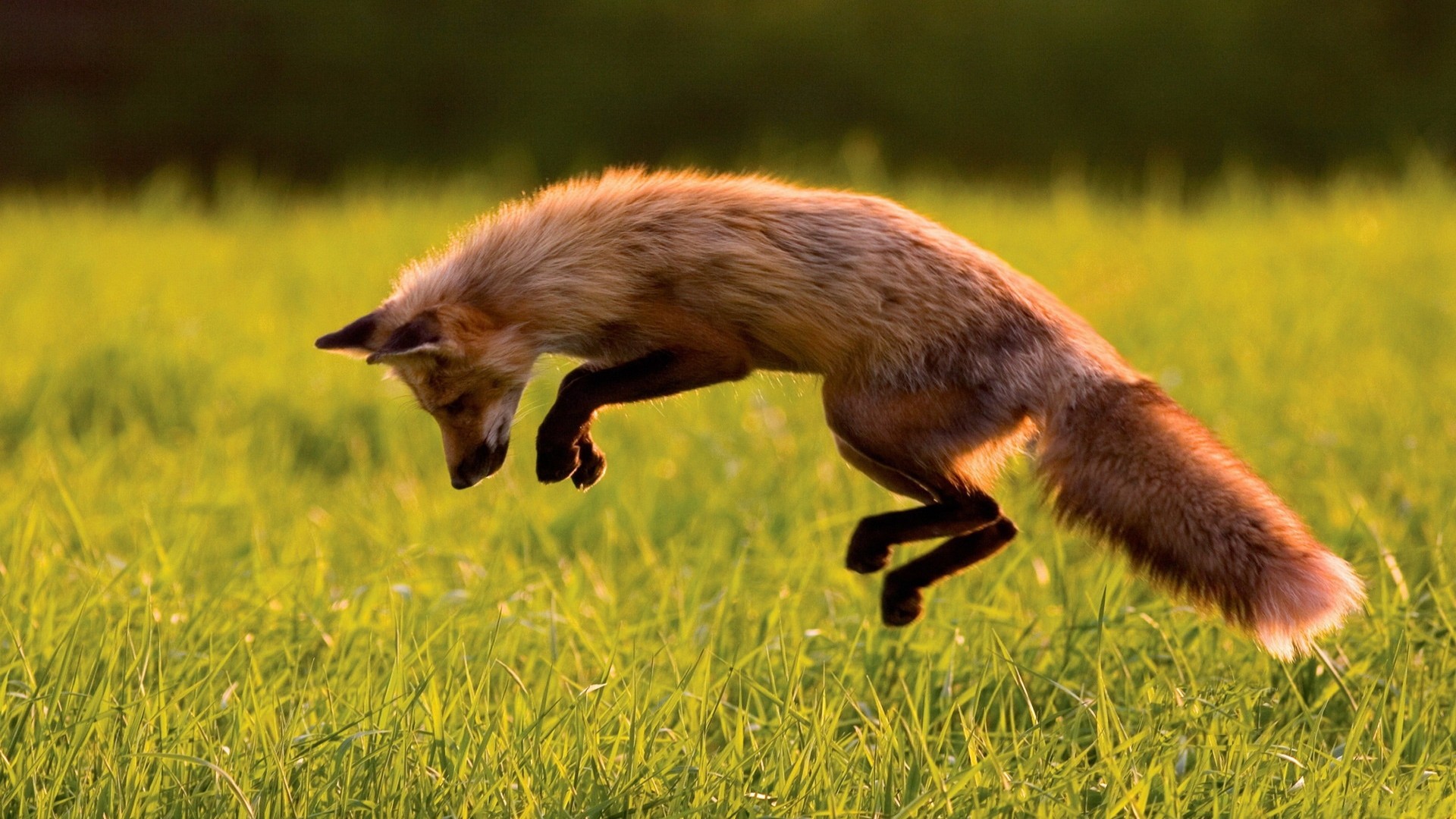 лиса, красная, зеленая трава, прыгает, солнечный день, дикая природа, Red Fox, green grass, jumping, sunny day, wild nature (horizontal)