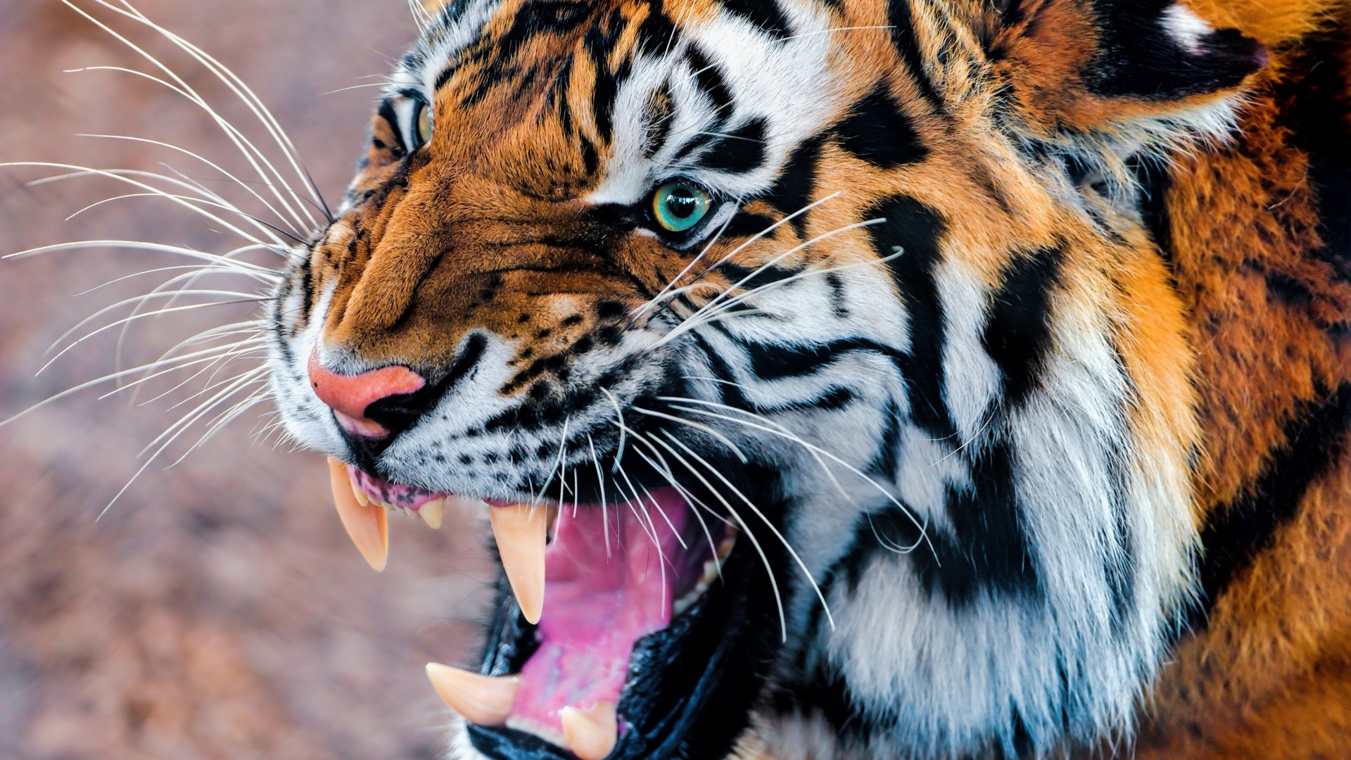 тигр, рычание, глаза, шерсть, Tiger, snarling, eyes, fur (horizontal)