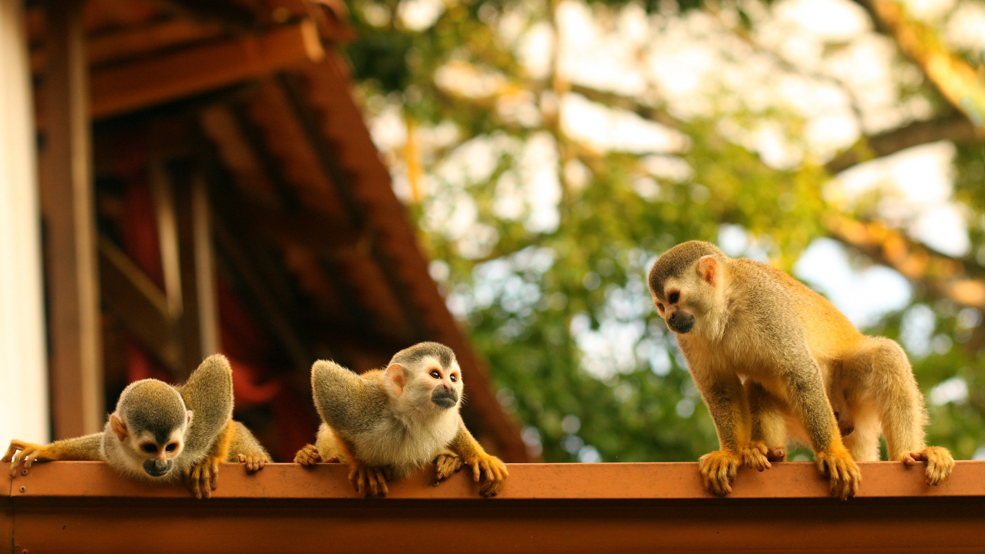 обезьяны, Паукообразные обезьяны, Коста-Рика, Monkeys, Atelidae, Costa Rica (horizontal)