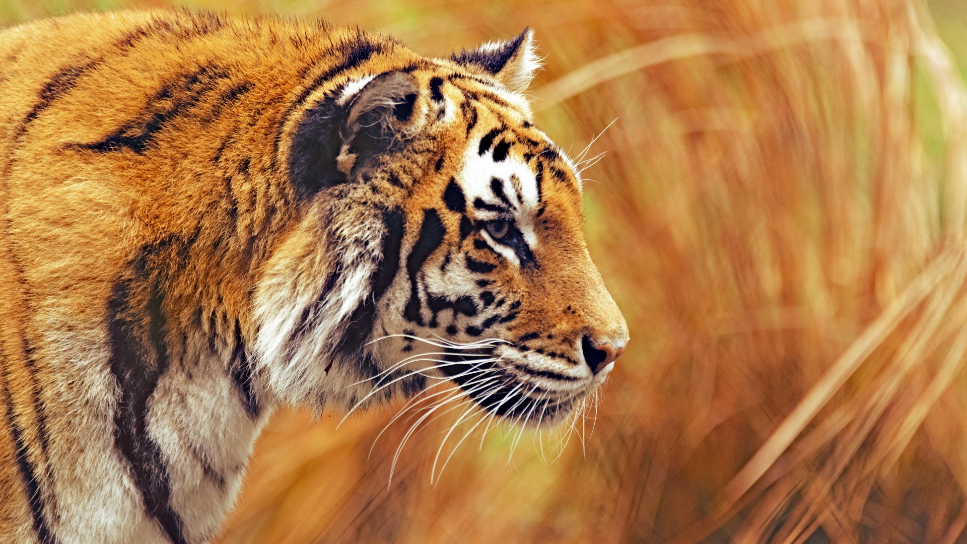 бенгальский тигр, 5k, 4k, трава, желтая, охота, Bengal Tiger, 5k, 4k wallpaper, Grass, yellow, hunting (horizontal)