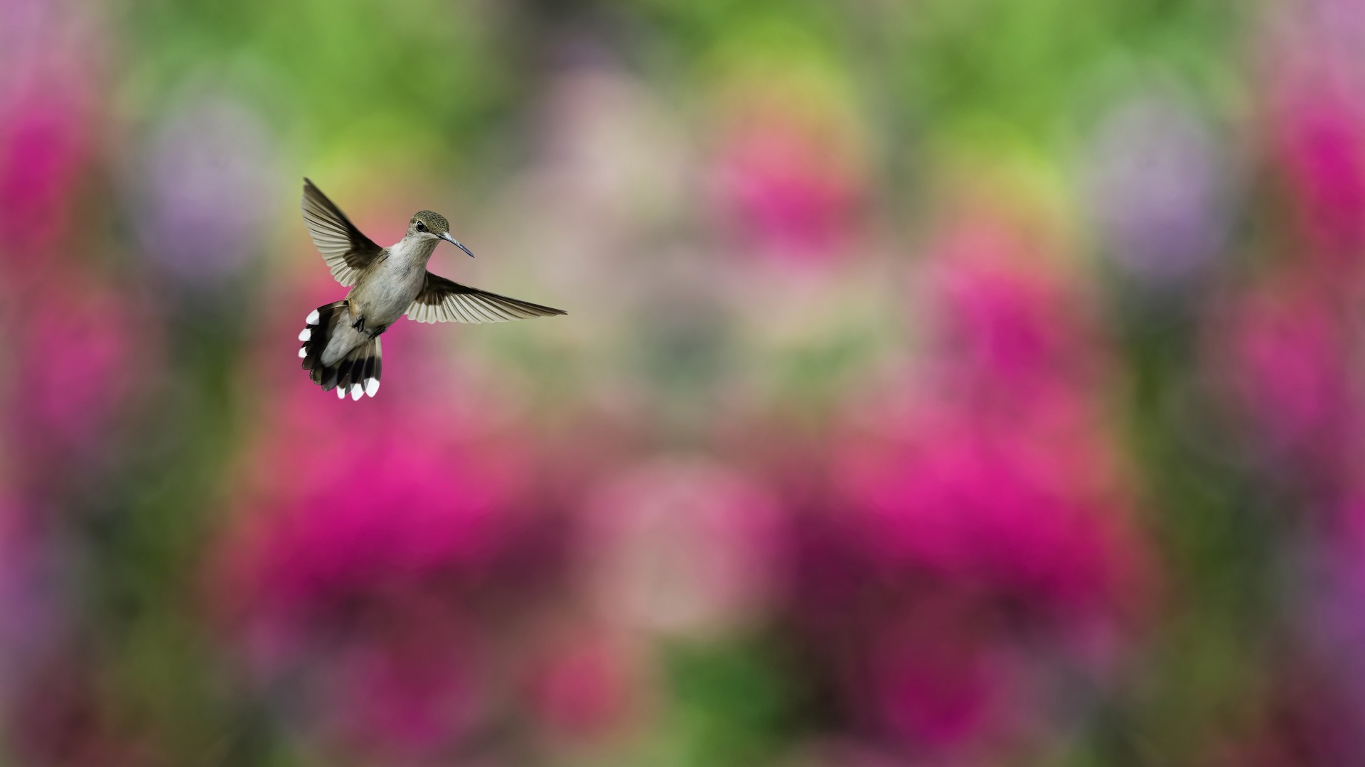 птица, птичка, красочный фон, размытие, колибри, Bird, Hummingbird, humming-bird, colorful, blur (horizontal)
