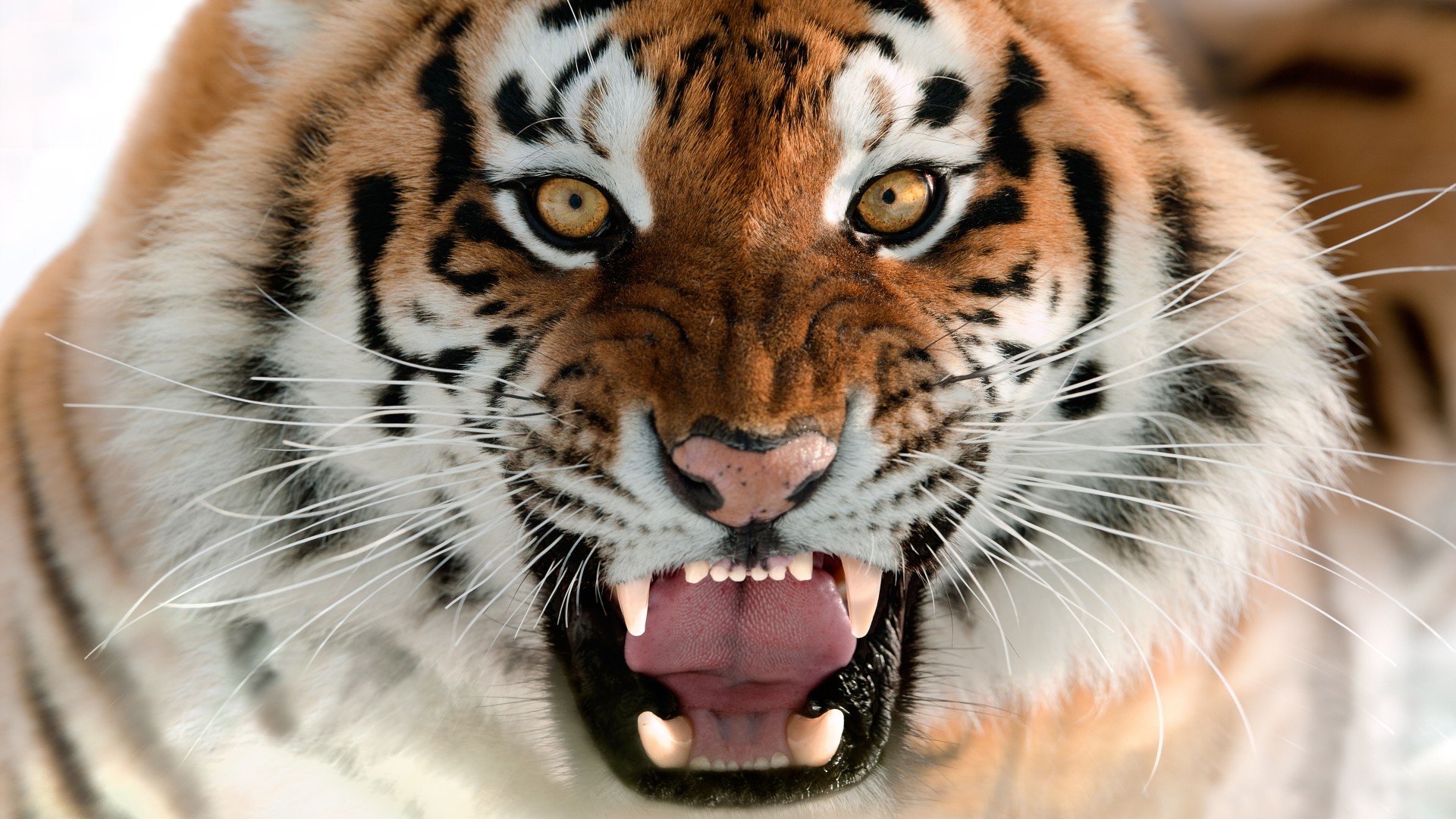Тигр, морда, оскал, Амурский тигр, портрет, Tiger, Muzzle, Grin, Amur Tiger, portrait (horizontal)