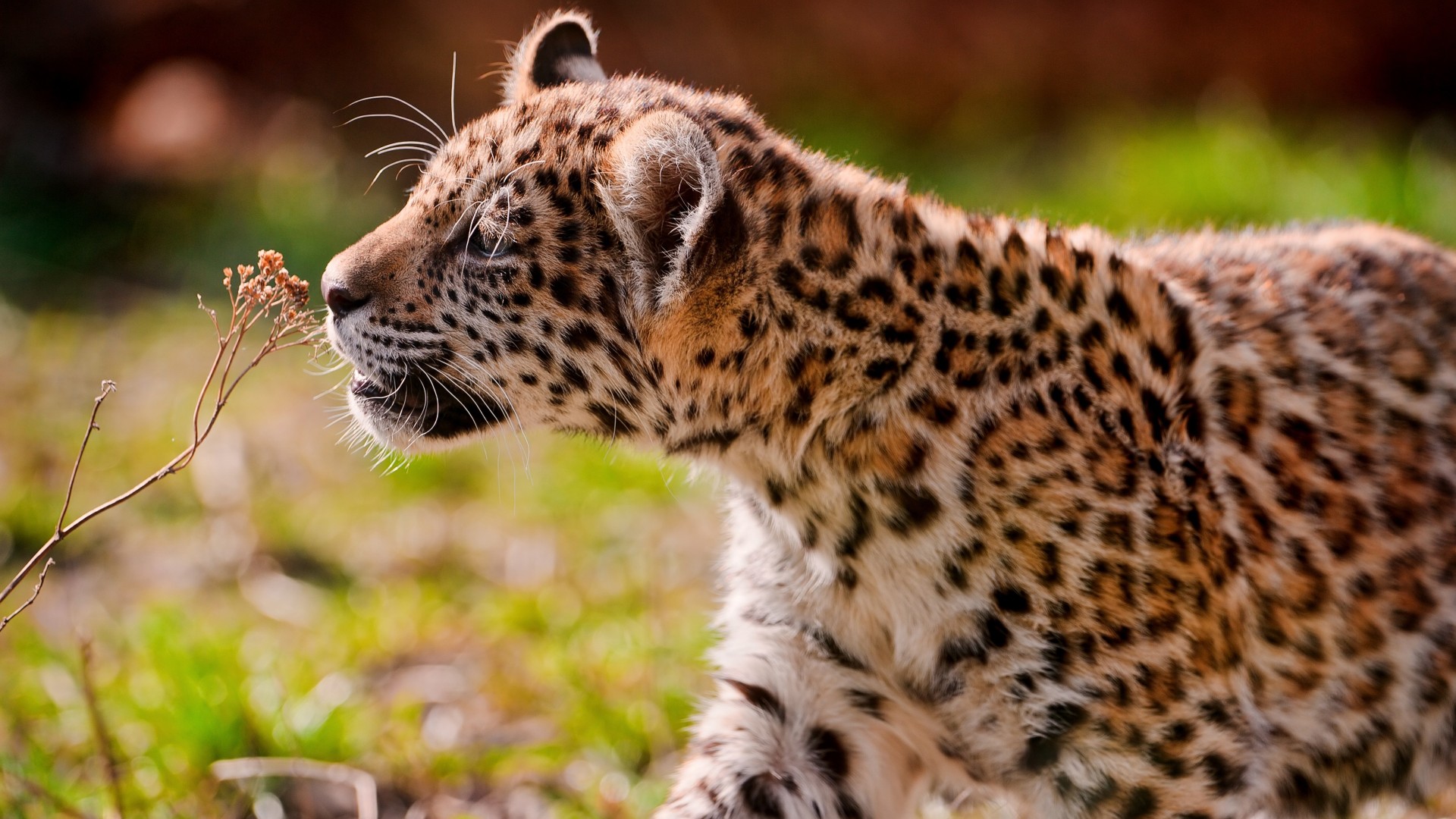 леопард, детеныш, глаза, трава, гуляет, Leopard, cub, eyes, grass, walk (horizontal)