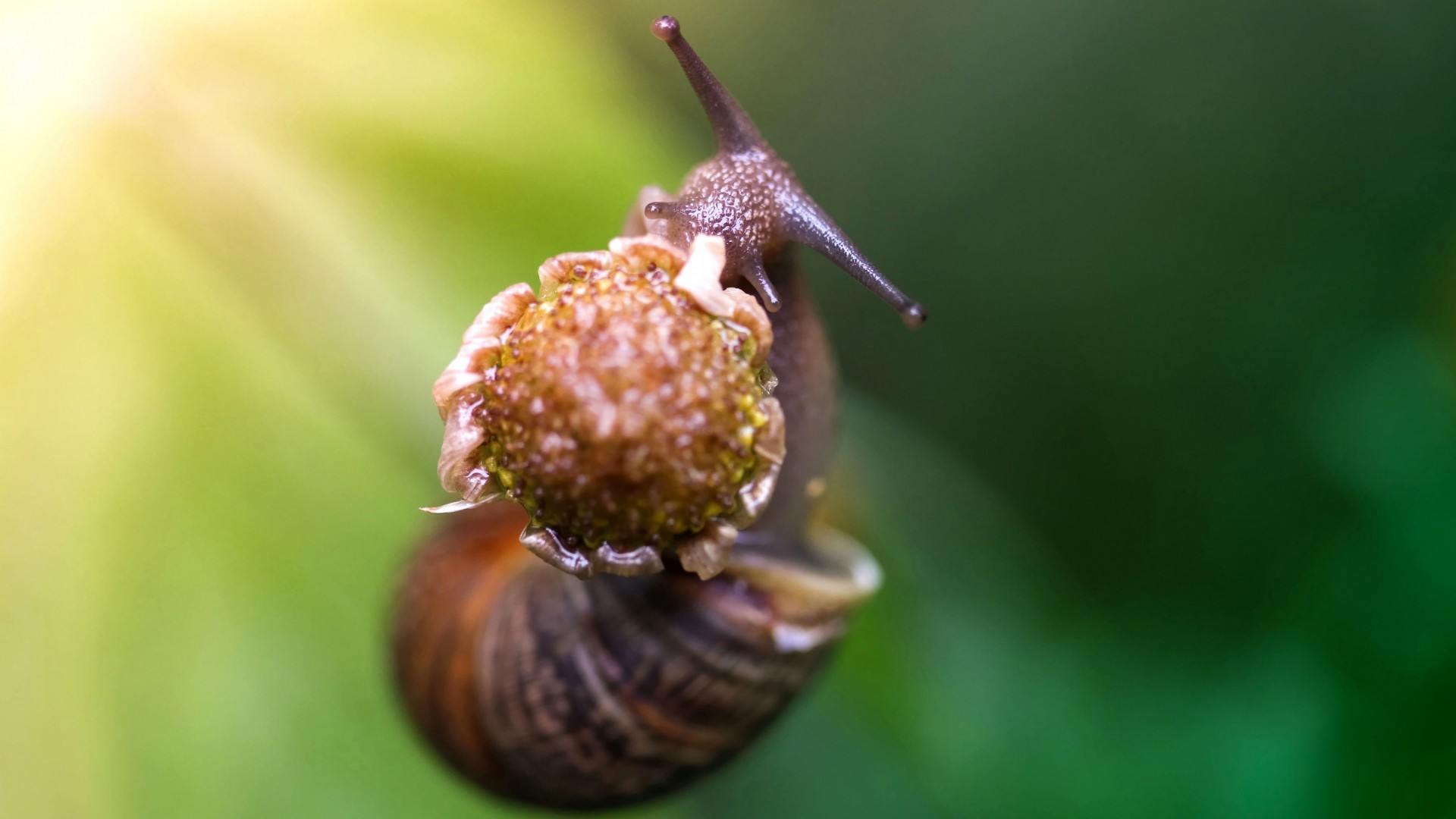 улитка, ест цветок, зеленый фон, природа, snail, eating flower, green background, nature (horizontal)