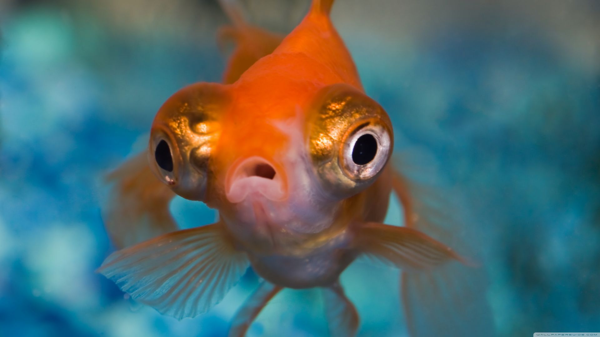baby telescope goldfish