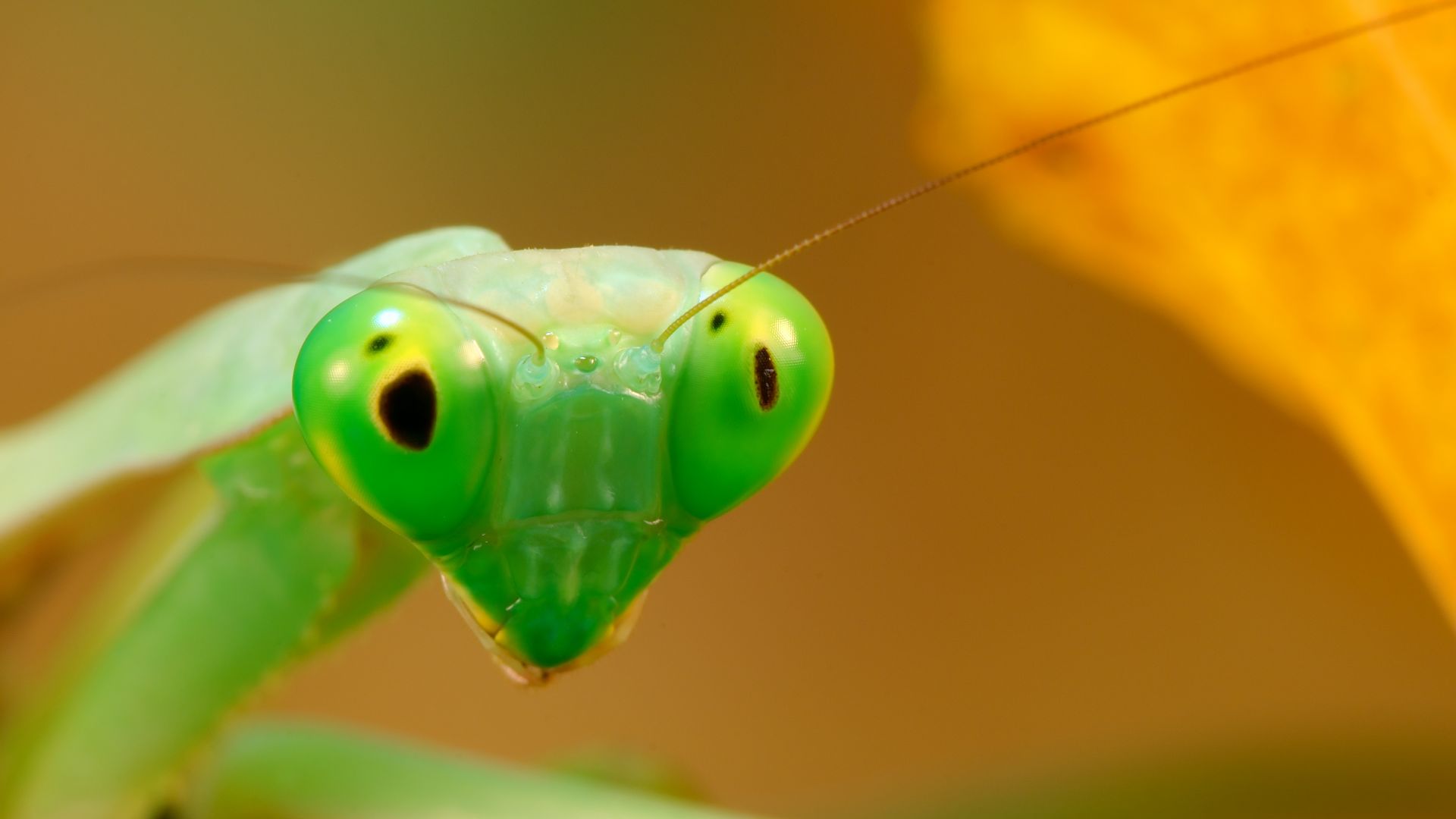 Богомол, зеленый, Mantis, green (horizontal)