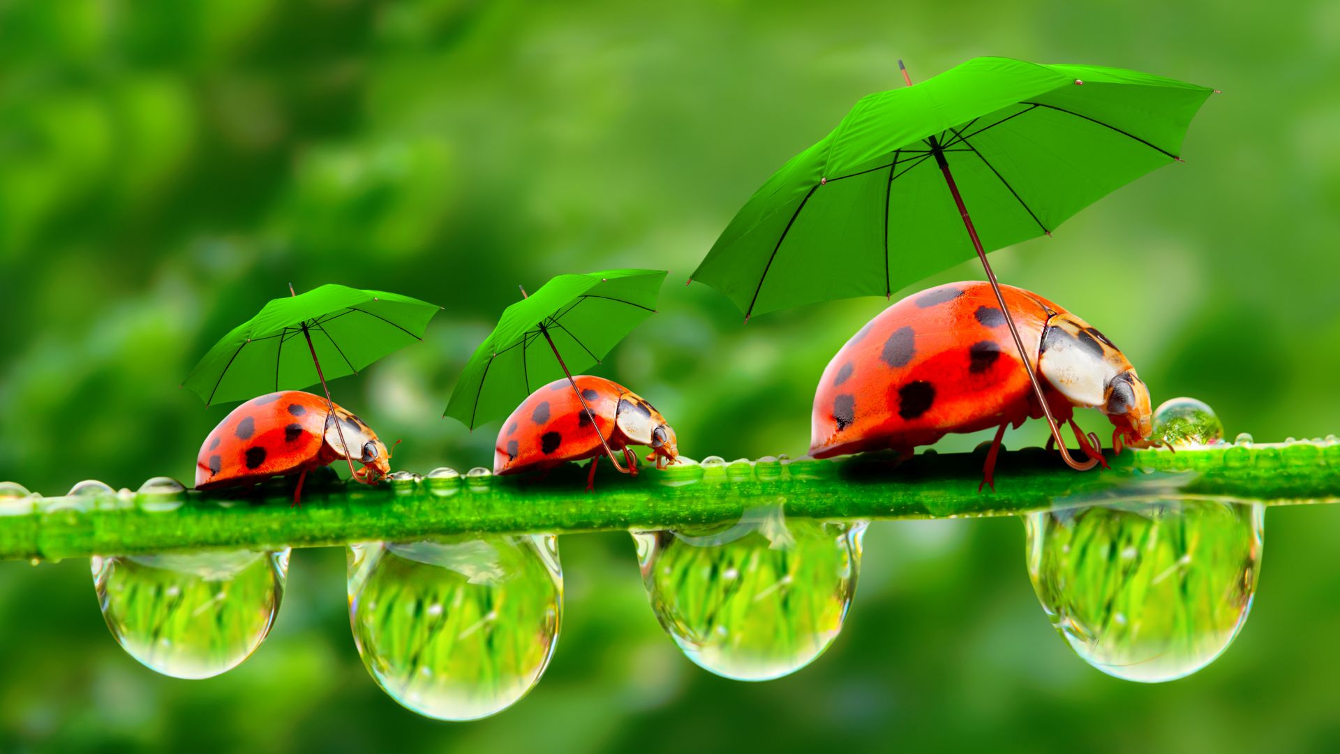 божьи коровки, зонтик, ladybug, red, green, grass, Umbrella (horizontal)