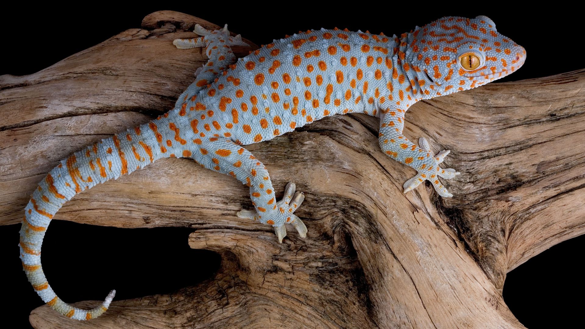 Геккон, ящерица, рептилия, Gecko, reptile, lizard (horizontal)